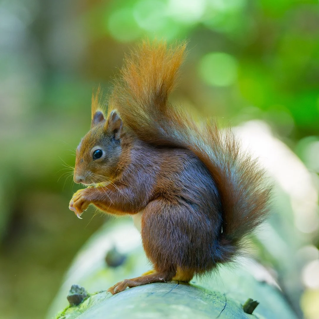 20240514-DSC_1188-NEF_DxO_DeepPRIME-Social media vierkant.jpg