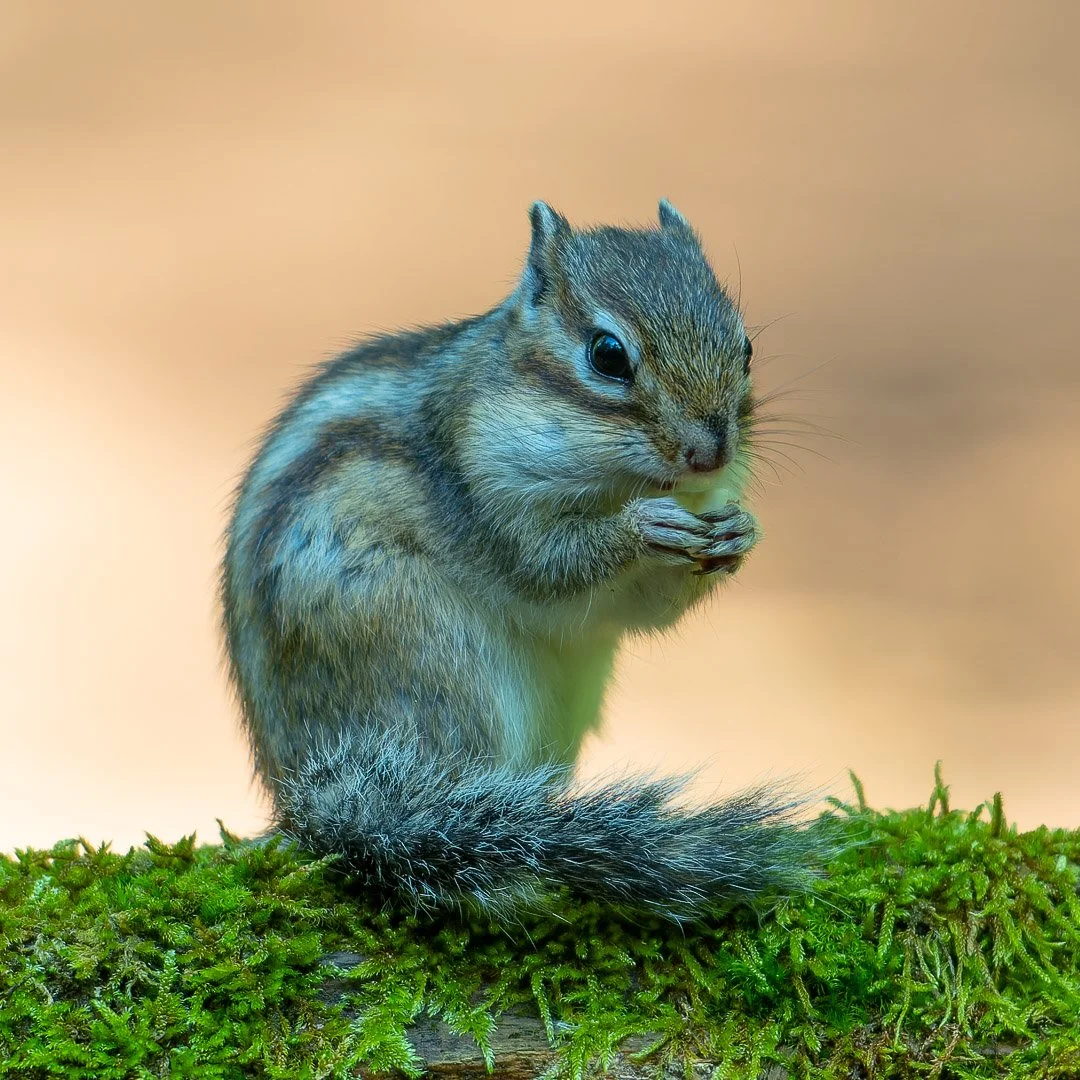 20240507-DSC_7035-NEF_DxO_DeepPRIME-Social media vierkant.jpg