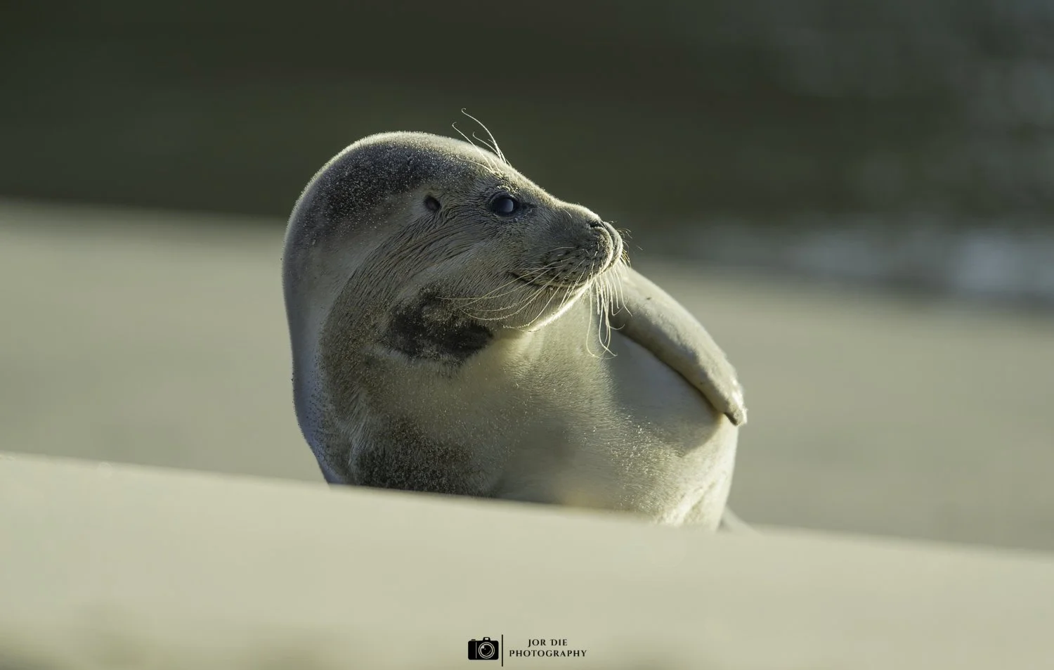 20240107-_DSC1181-NEF_DxO_DeepPRIME-bewerkt-Social media met watermerk-2.jpg