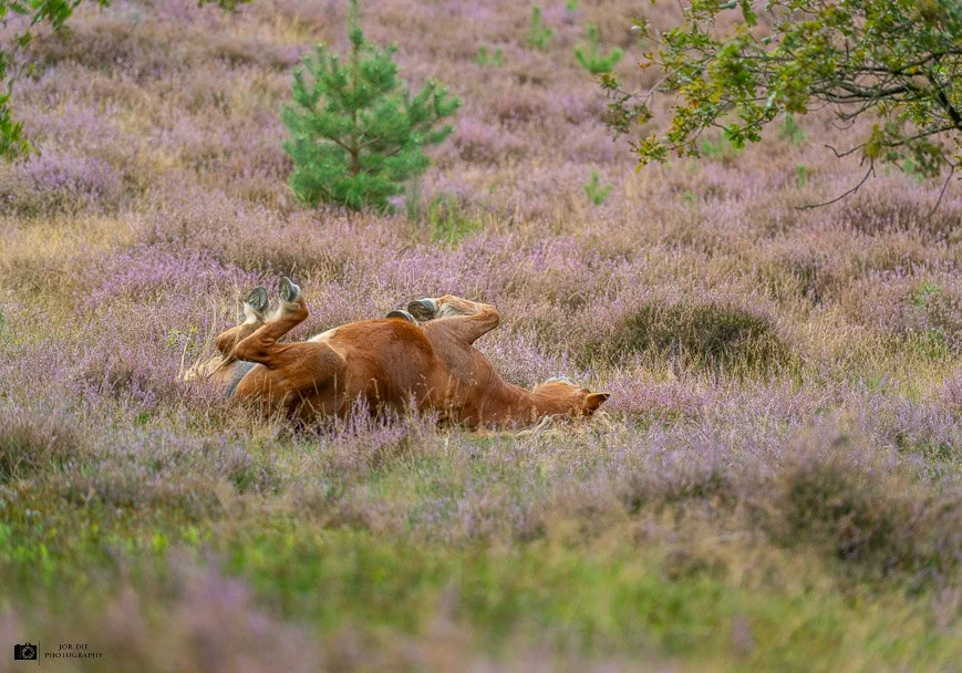 20240902-DSC_6551-NEF_DxO_DeepPRIME-Social media liggend met logo.jpg