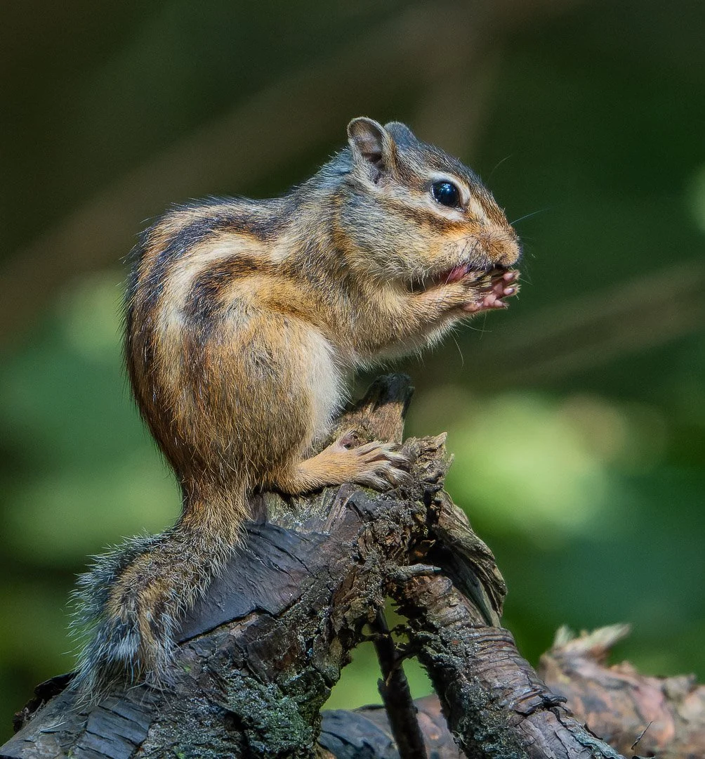 20240729-DSC_9530-NEF_DxO_DeepPRIME-Social media vierkant.jpg