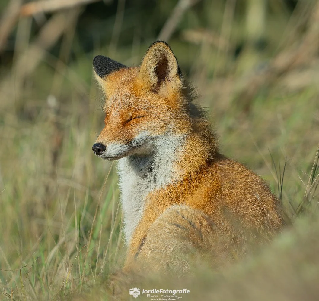 20241103-20241103-DSC_7830-Social media met logo vierkant.jpg