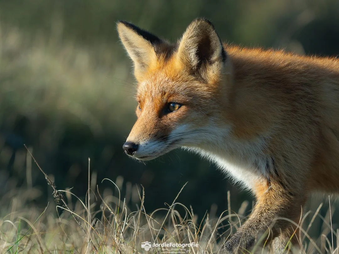 20241103-20241103-DSC_8247-Social media met logo vierkant.jpg