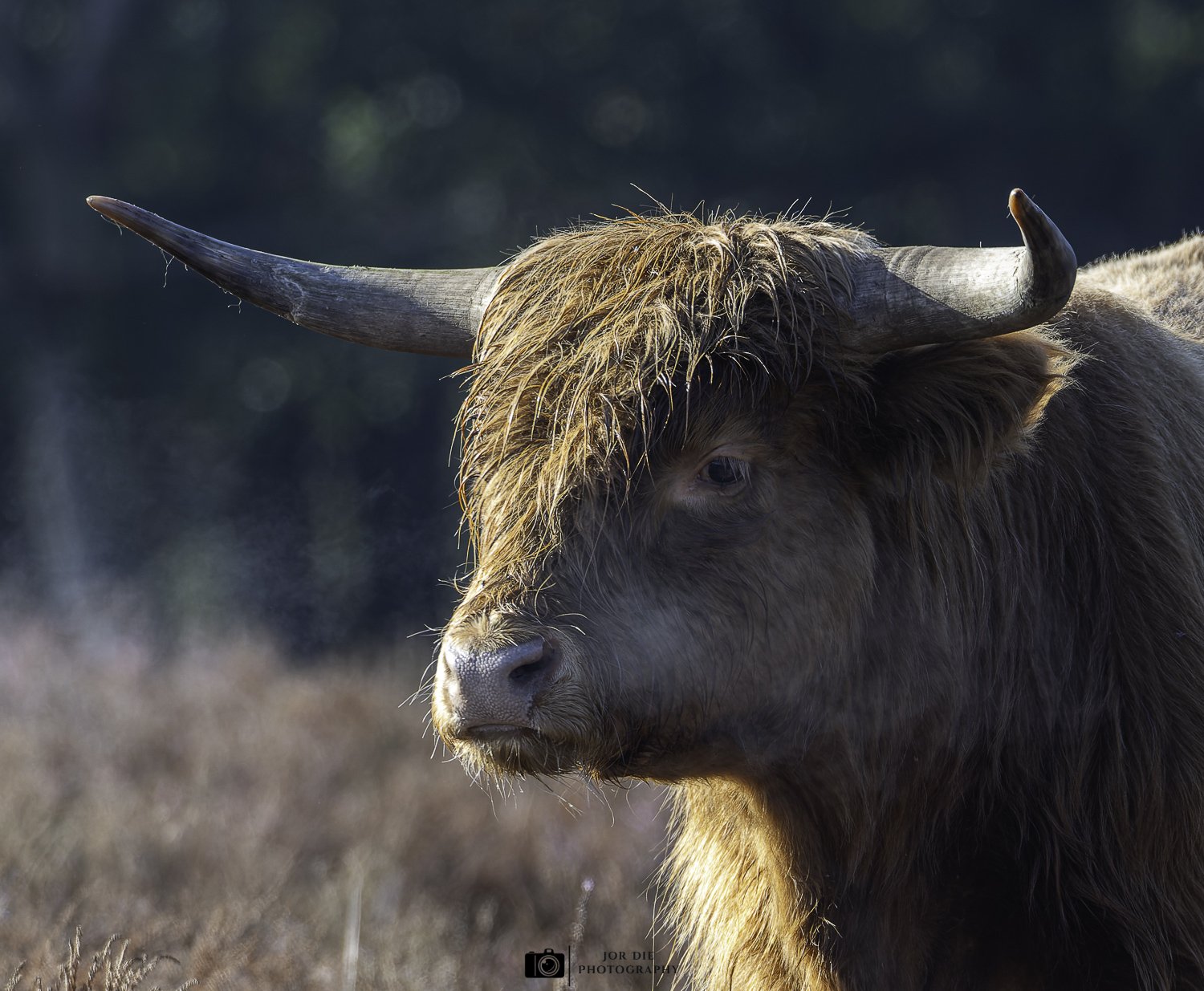 20220929-JOR_7502-NEF_DxO_DeepPRIME-Social media met watermerk.jpg