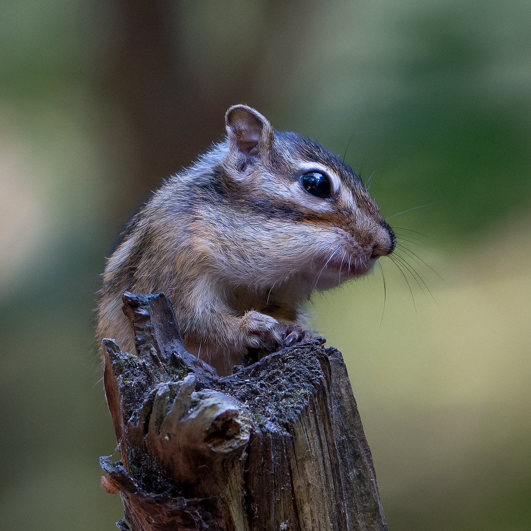 20240729-DSC_9458-NEF_DxO_DeepPRIME-Social media vierkant.jpg