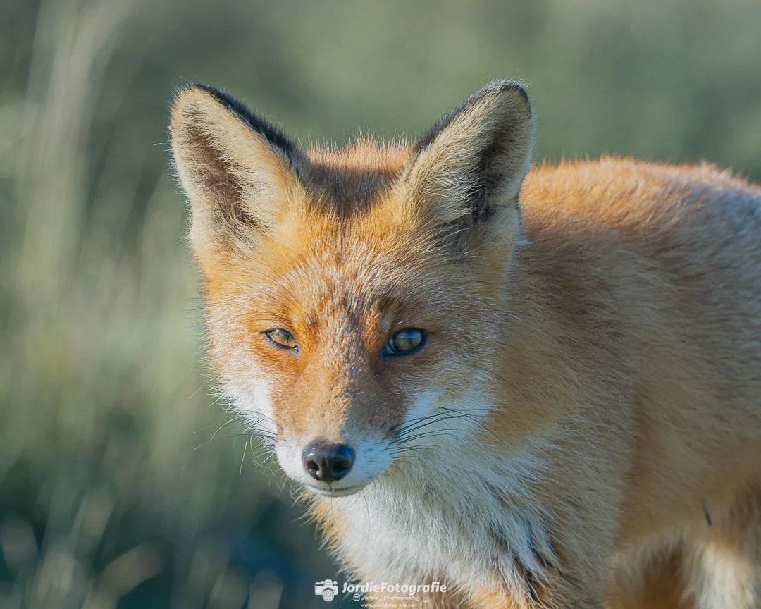 20241103-20241103-DSC_8261-Social media met logo vierkant.jpg