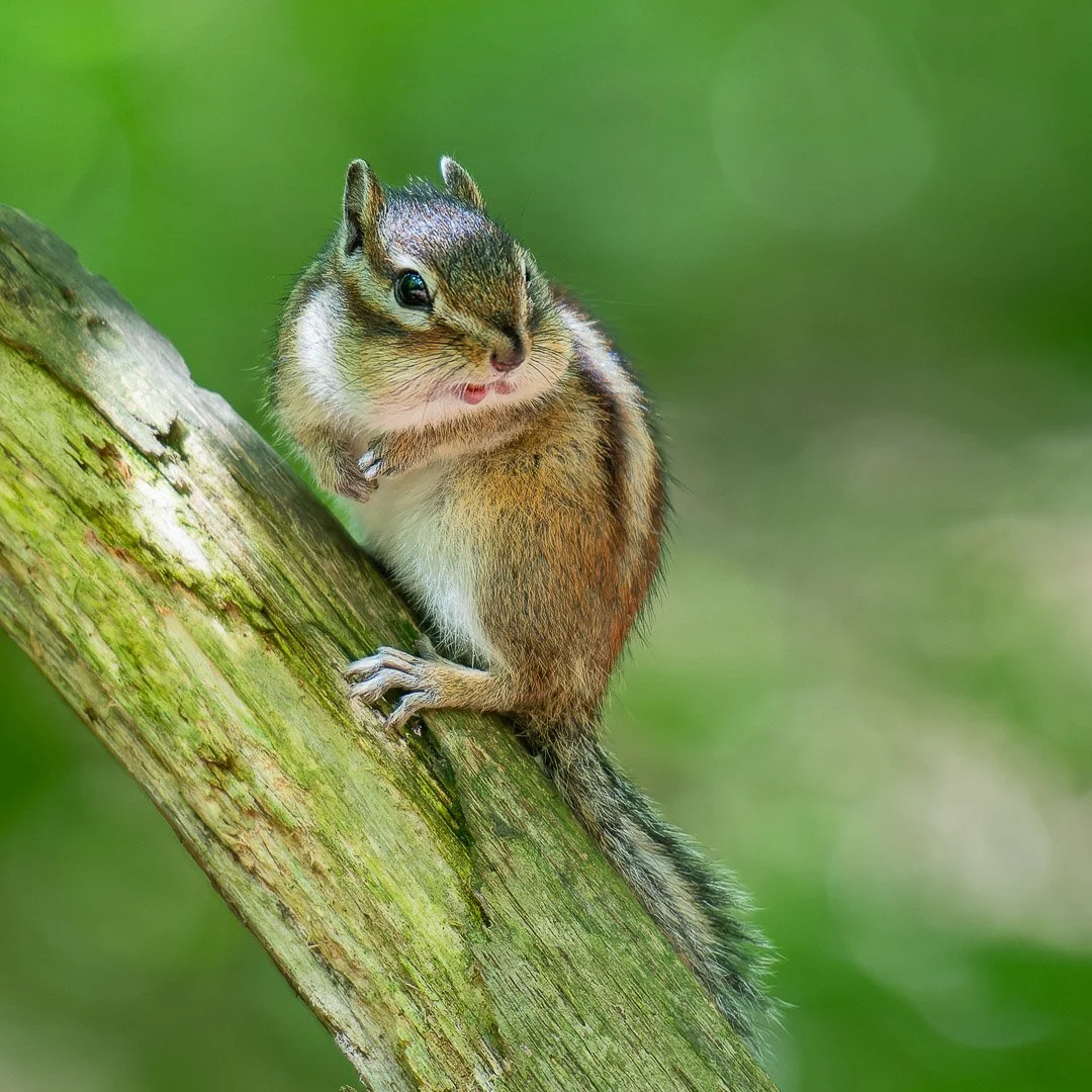 20240507-DSC_7413-NEF_DxO_DeepPRIME-Social media vierkant.jpg