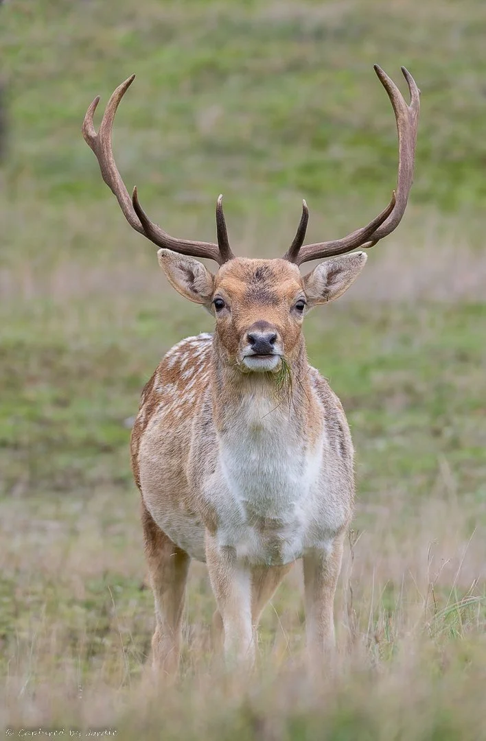 JOR_8954-NEF_DxO_DeepPRIME-Posting met watermerk Jordie.jpg