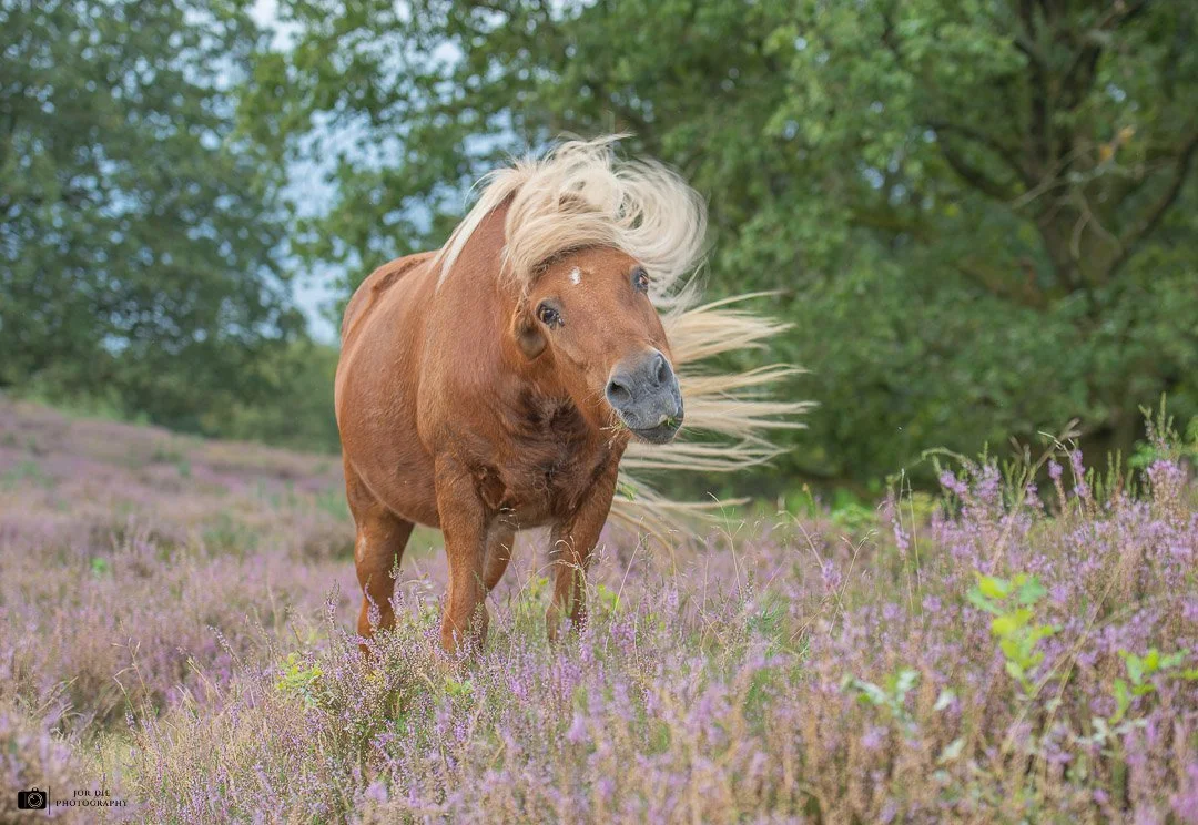 20240902-DSC_6526-NEF_DxO_DeepPRIME-Social media met logo vierkant-2.jpg