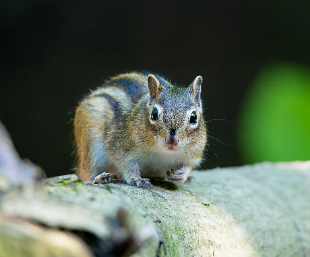 20240507-DSC_6671-NEF_DxO_DeepPRIME-Social media vierkant.jpg