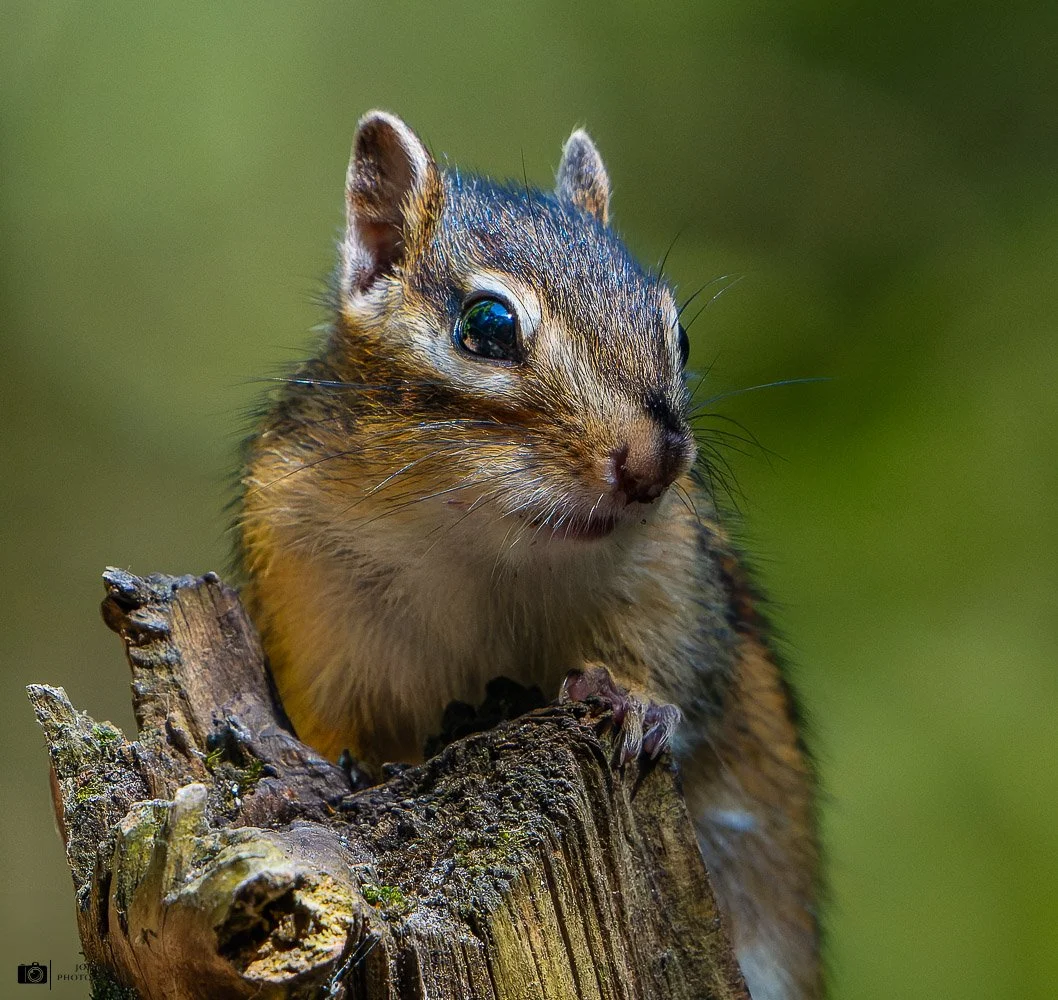 20240729-DSC_8943-NEF_DxO_DeepPRIME-Social media met logo vierkant.jpg