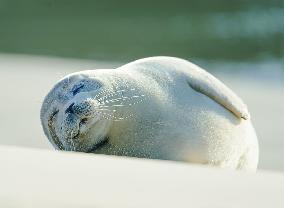 Seal