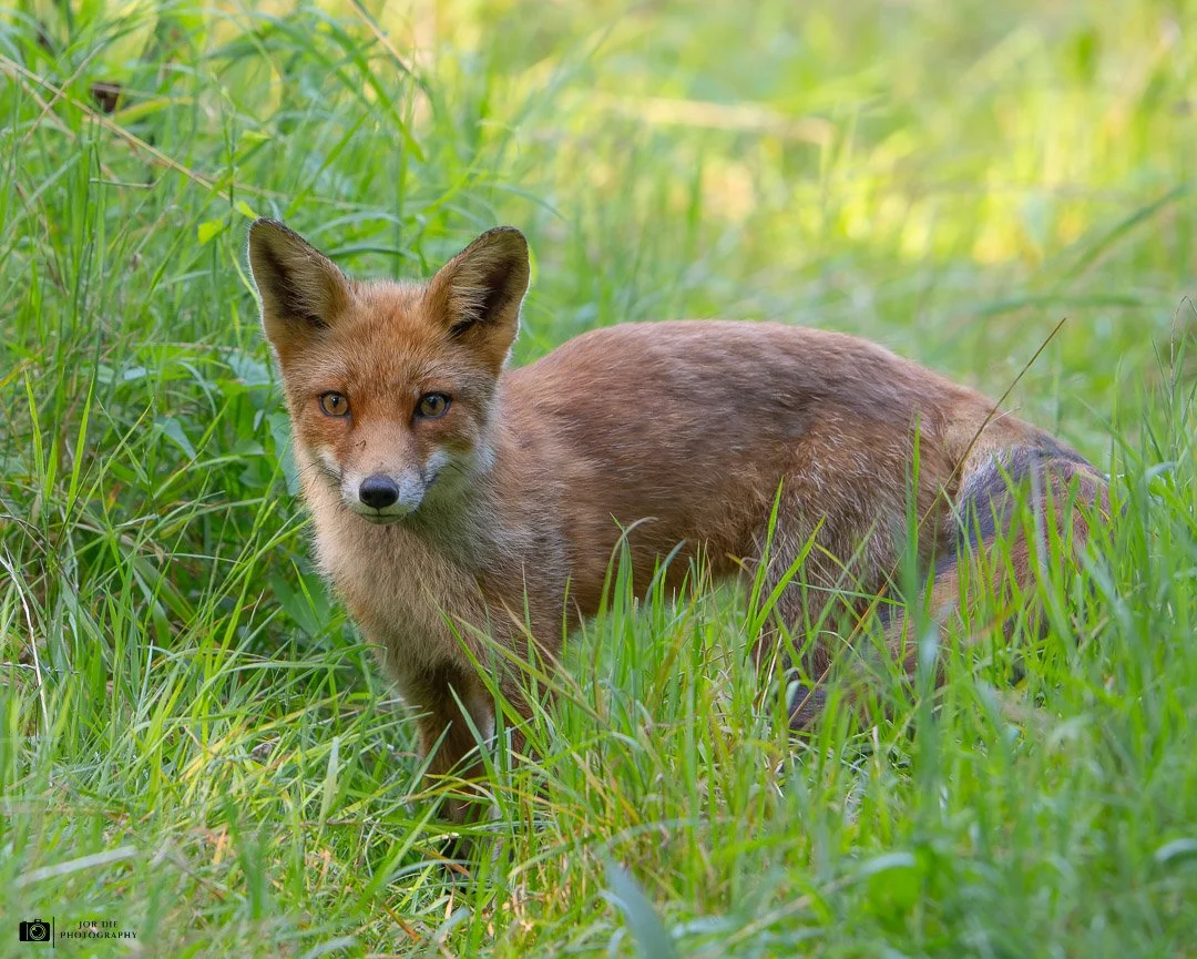 20240811-DSC_2319-NEF_DxO_DeepPRIME-Social media met logo vierkant.jpg
