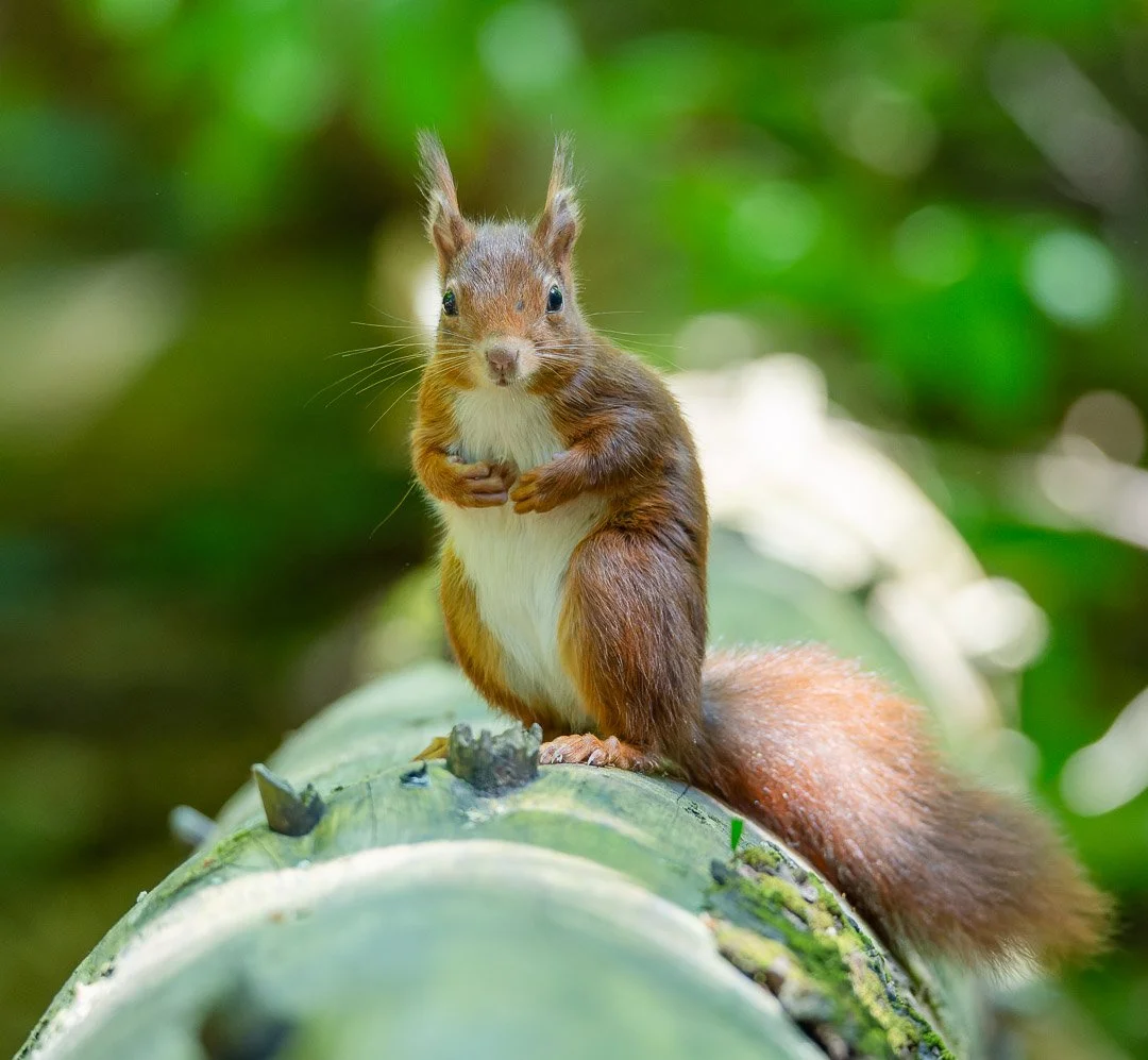 20240514-DSC_1062-NEF_DxO_DeepPRIME-2-Social media vierkant.jpg