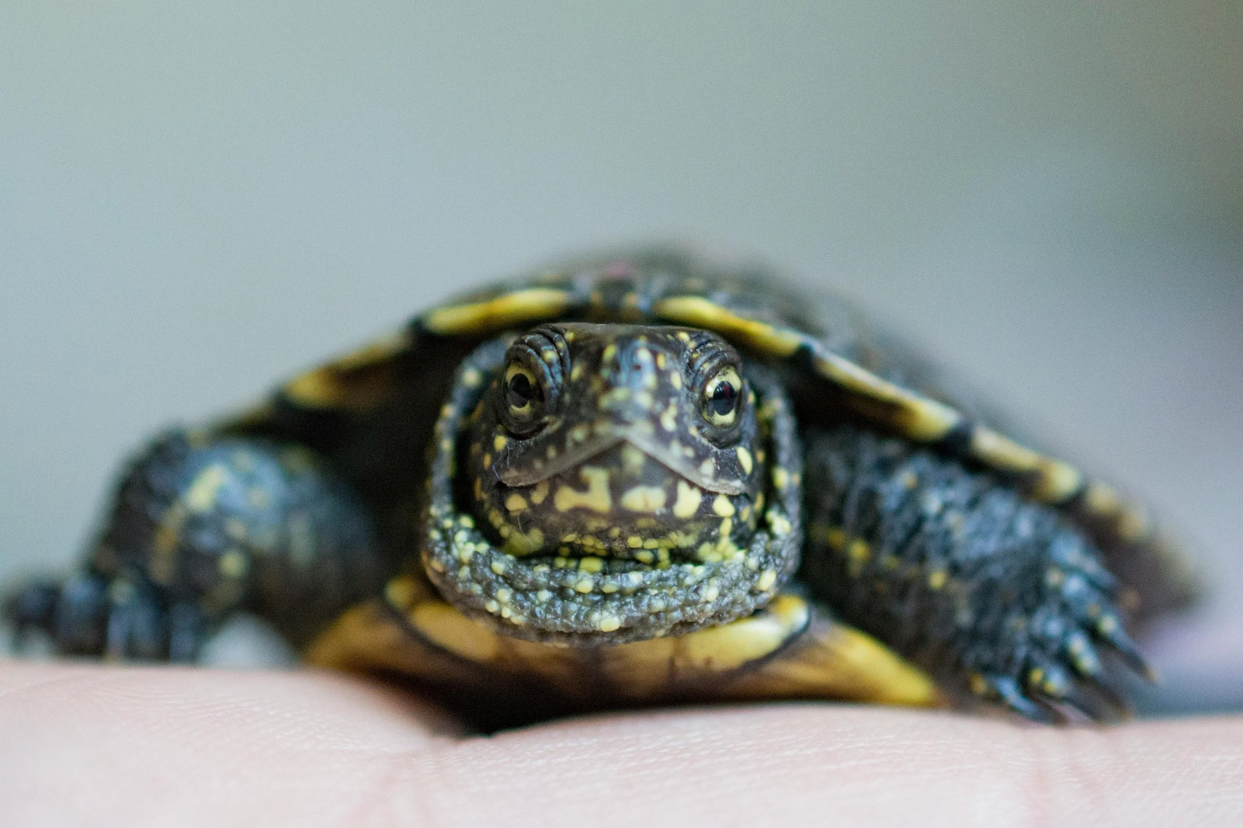 The Turtle Step: How Small Moves Build a Life You Actually Want