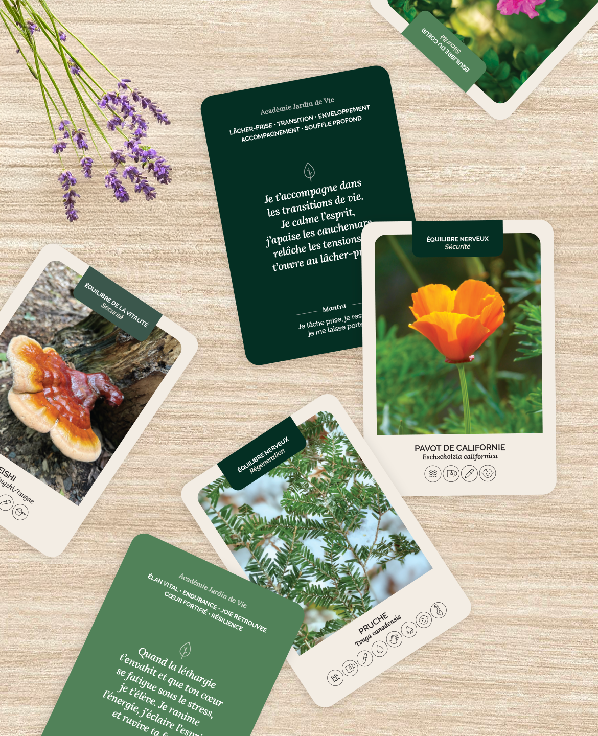 Suggestion-Cartes-Nervines.png