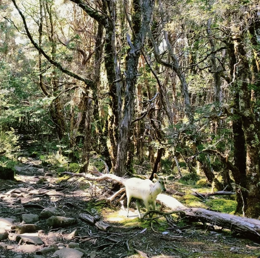 Ratfolk - Deer (Produced/Mixed/Mastered)