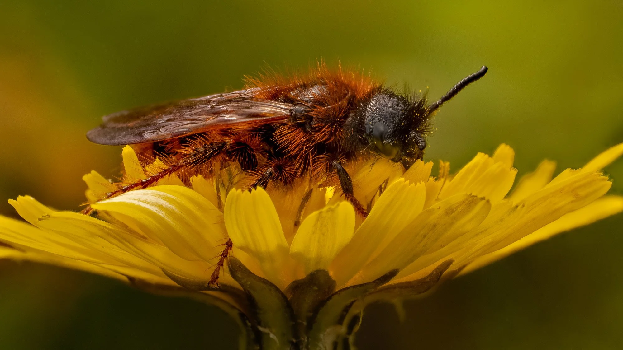 Macro Insect Tawny Mining Bee on Sow Thistle L.jpg