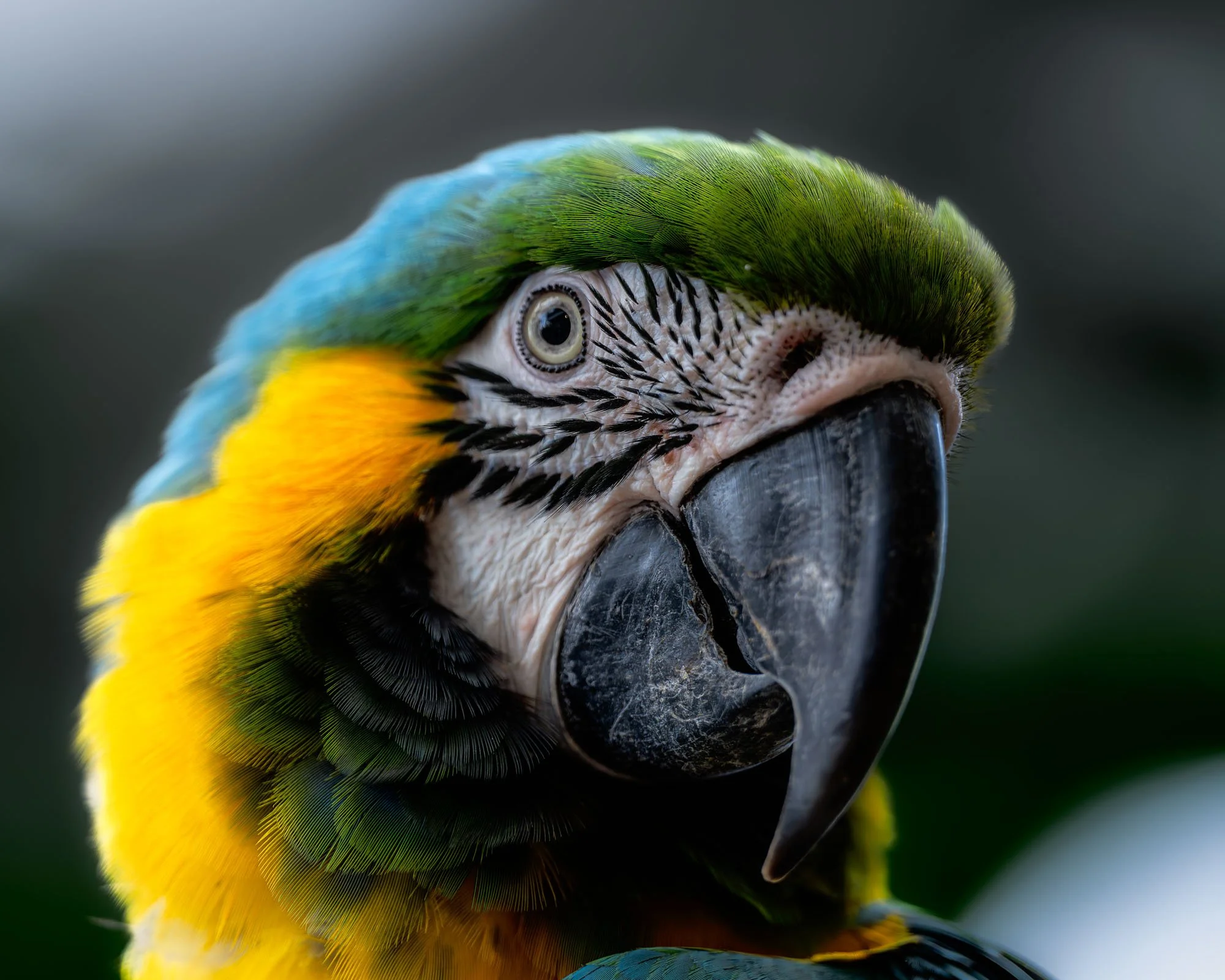 Wildlife Bird Blue & Yello Macaw Up Close S.jpg