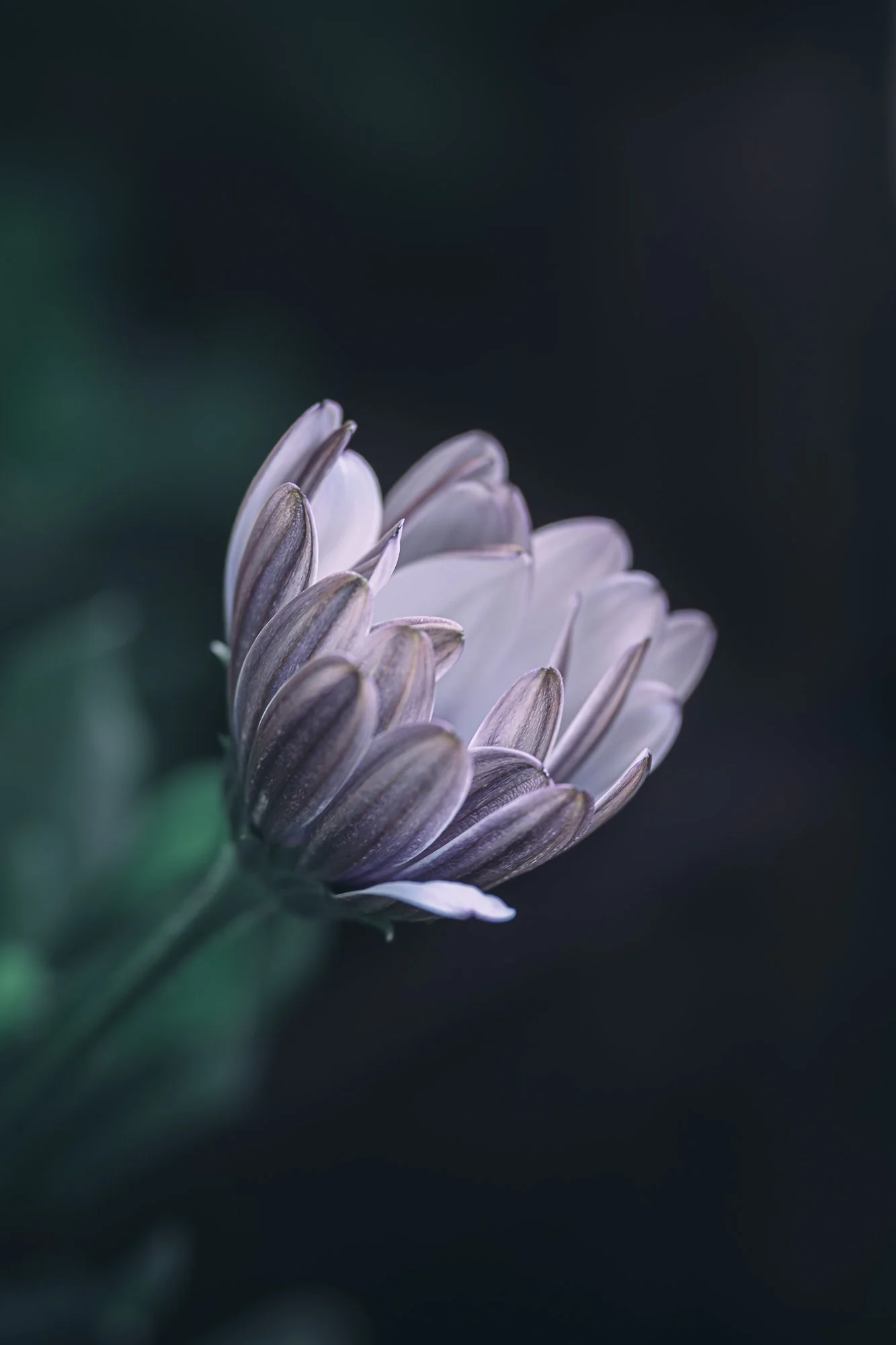 Macro Moody White and Purple Cape Marguerite  P.jpg
