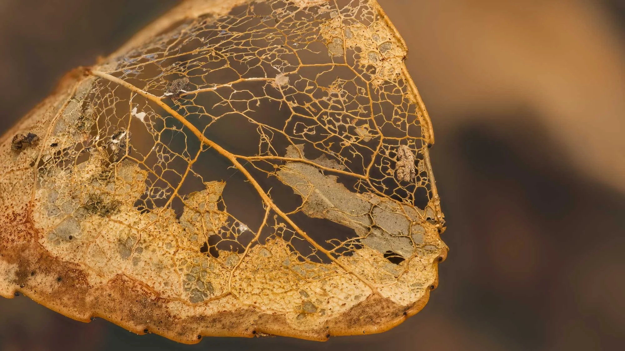 Macro Leaf Disintergrating L.jpg