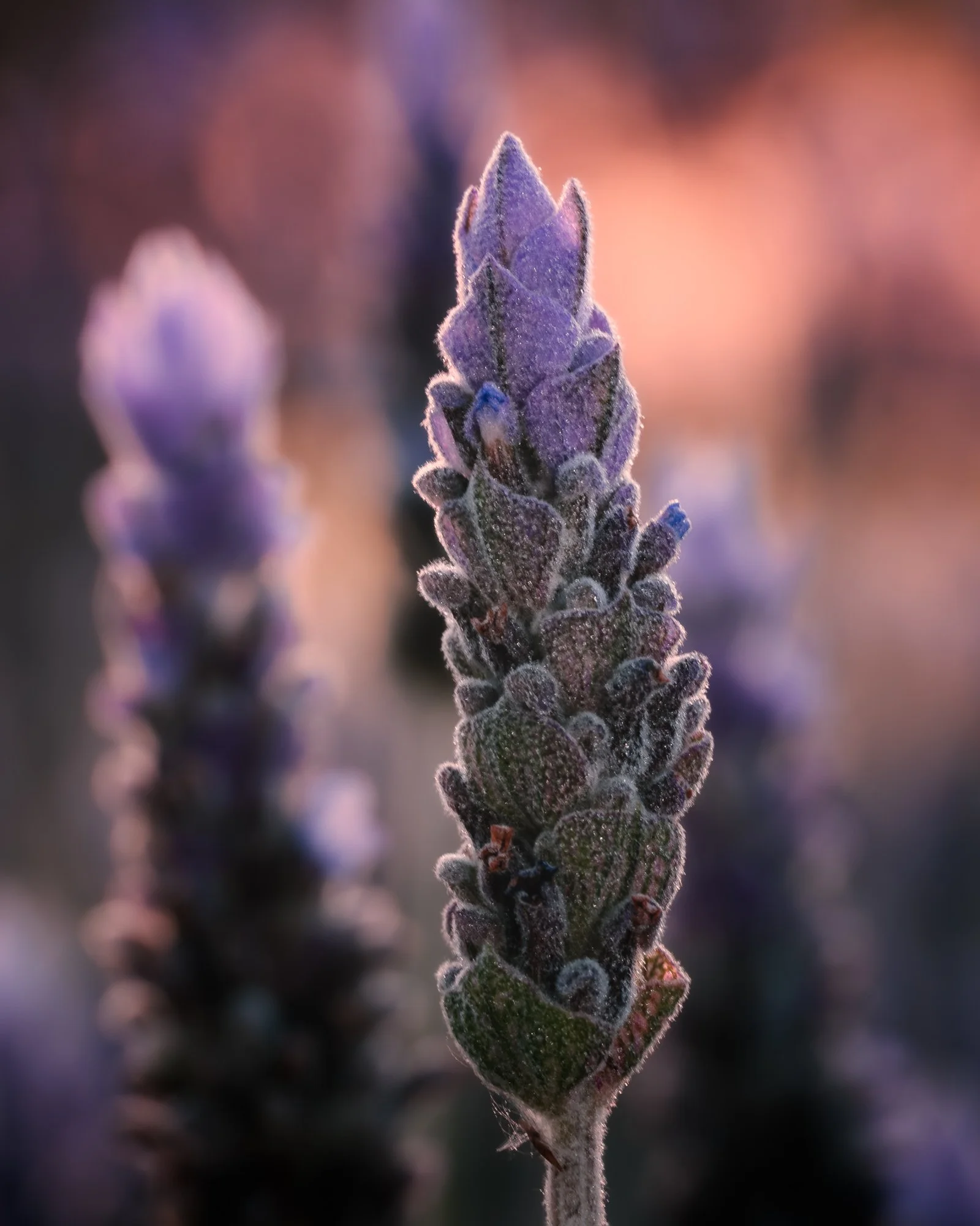 Macro Cool Lavender Warming Sun P.jpg
