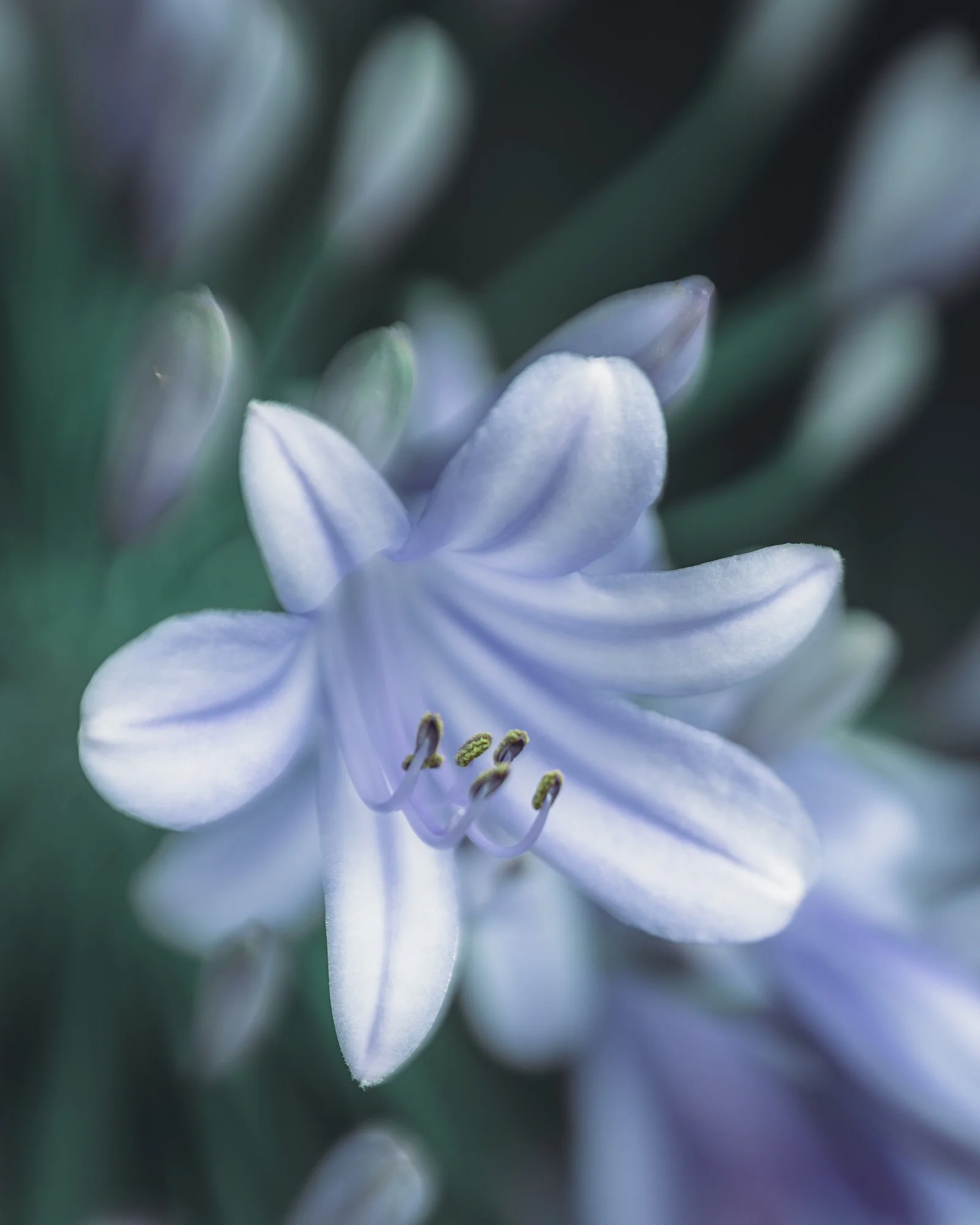 Macro IFlower African Lily Burst P.jpg