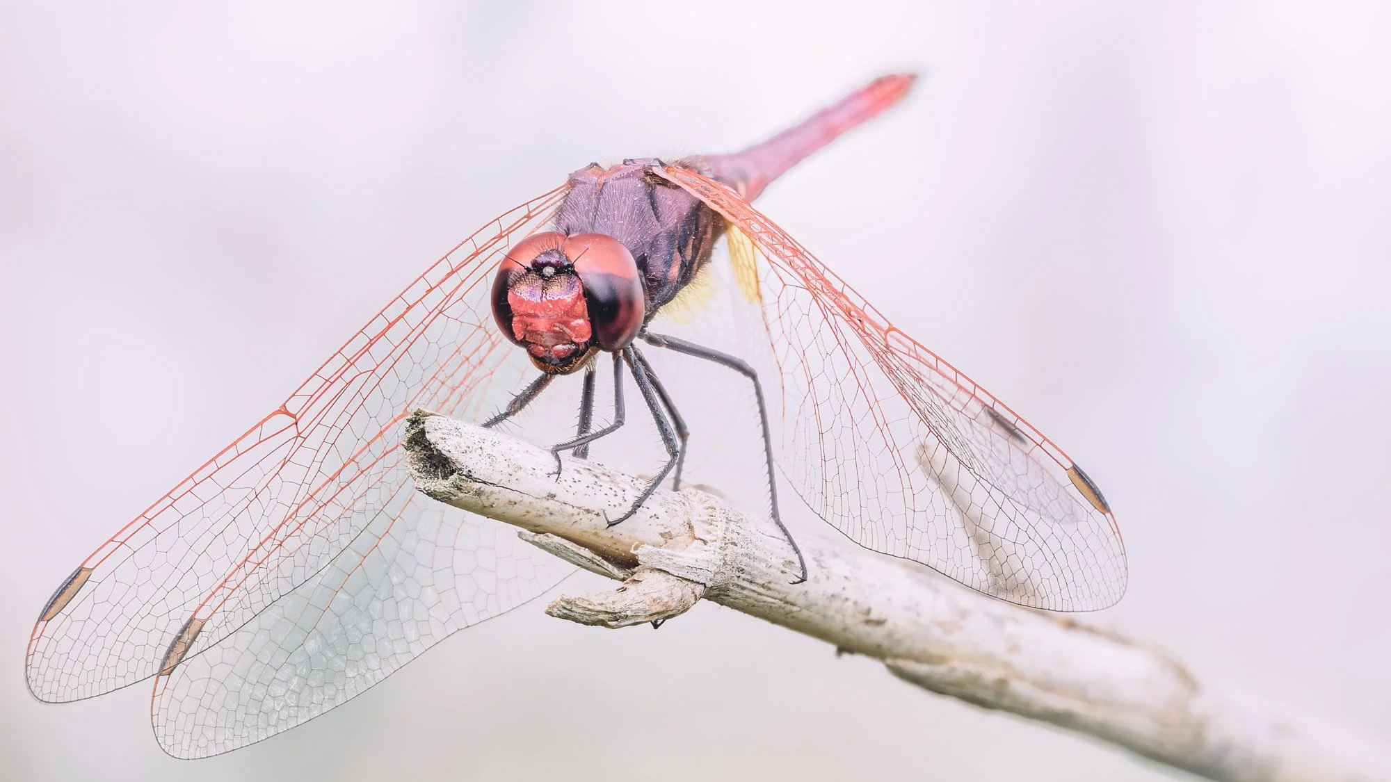 Macro Insect Red Dragonfly High Key L.jpg