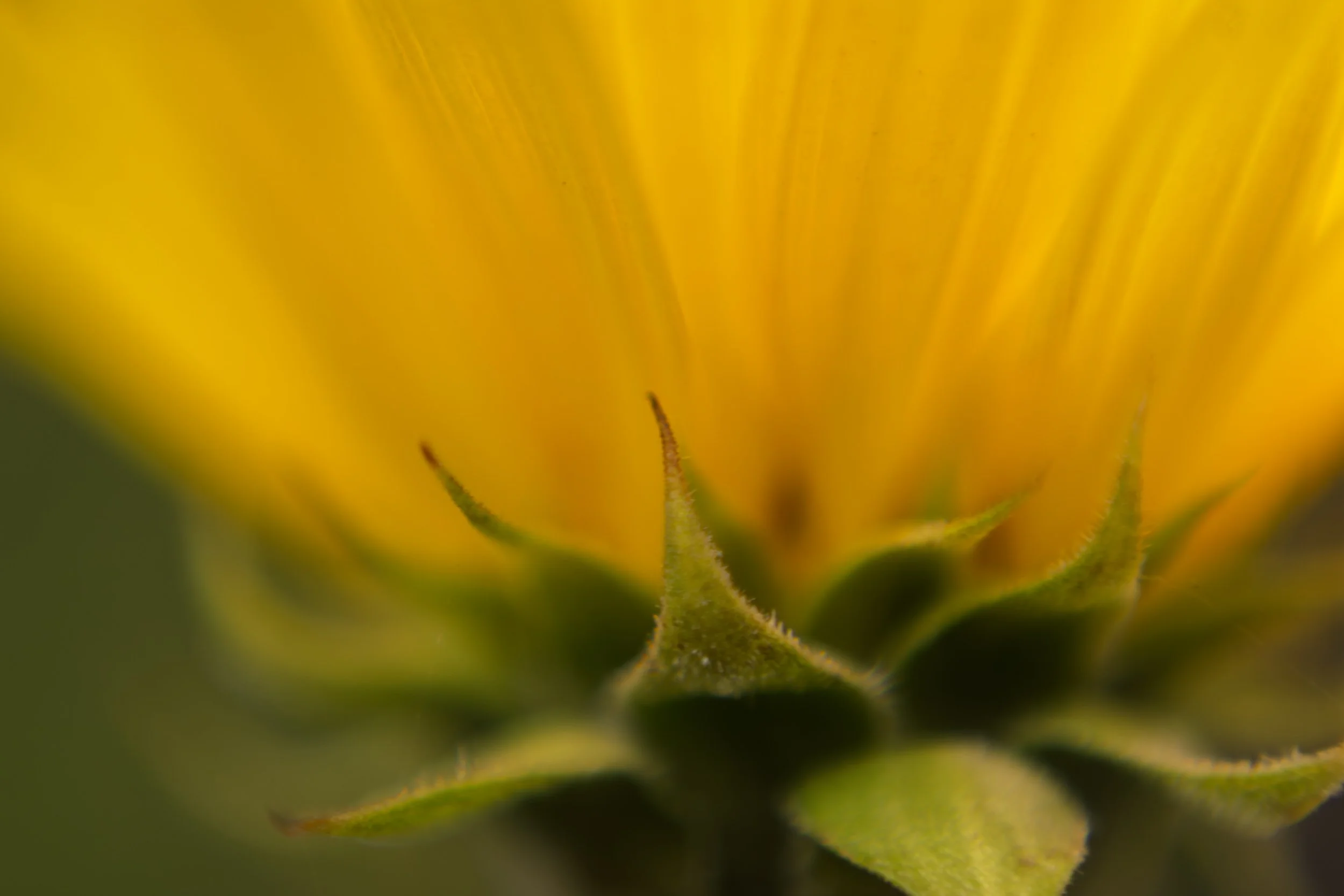 Macro Flower Sunflower Close Up Lensbaby L.jpg