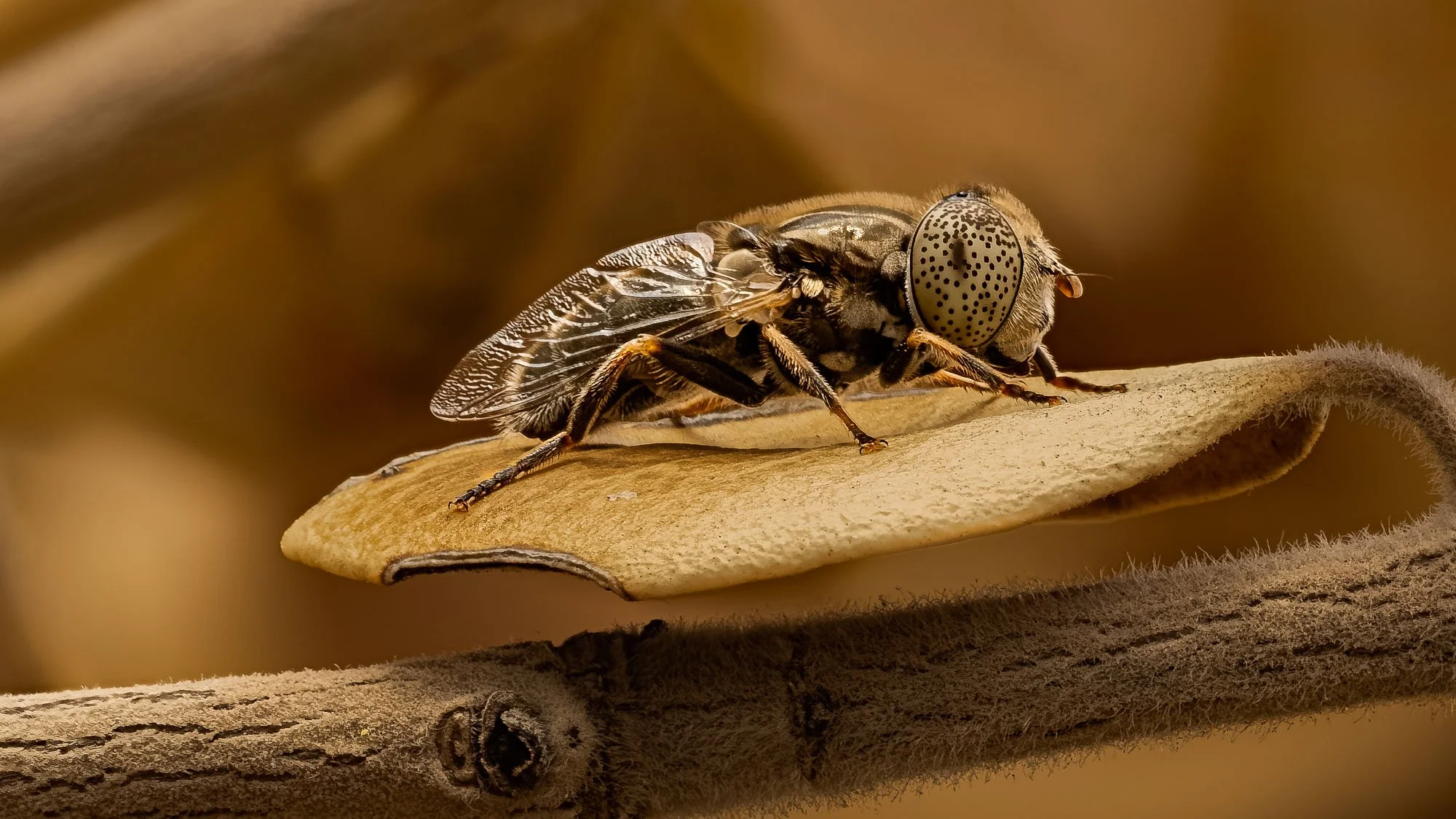 Macro Insect Hoverfly On Autumn Leaf L.jpg
