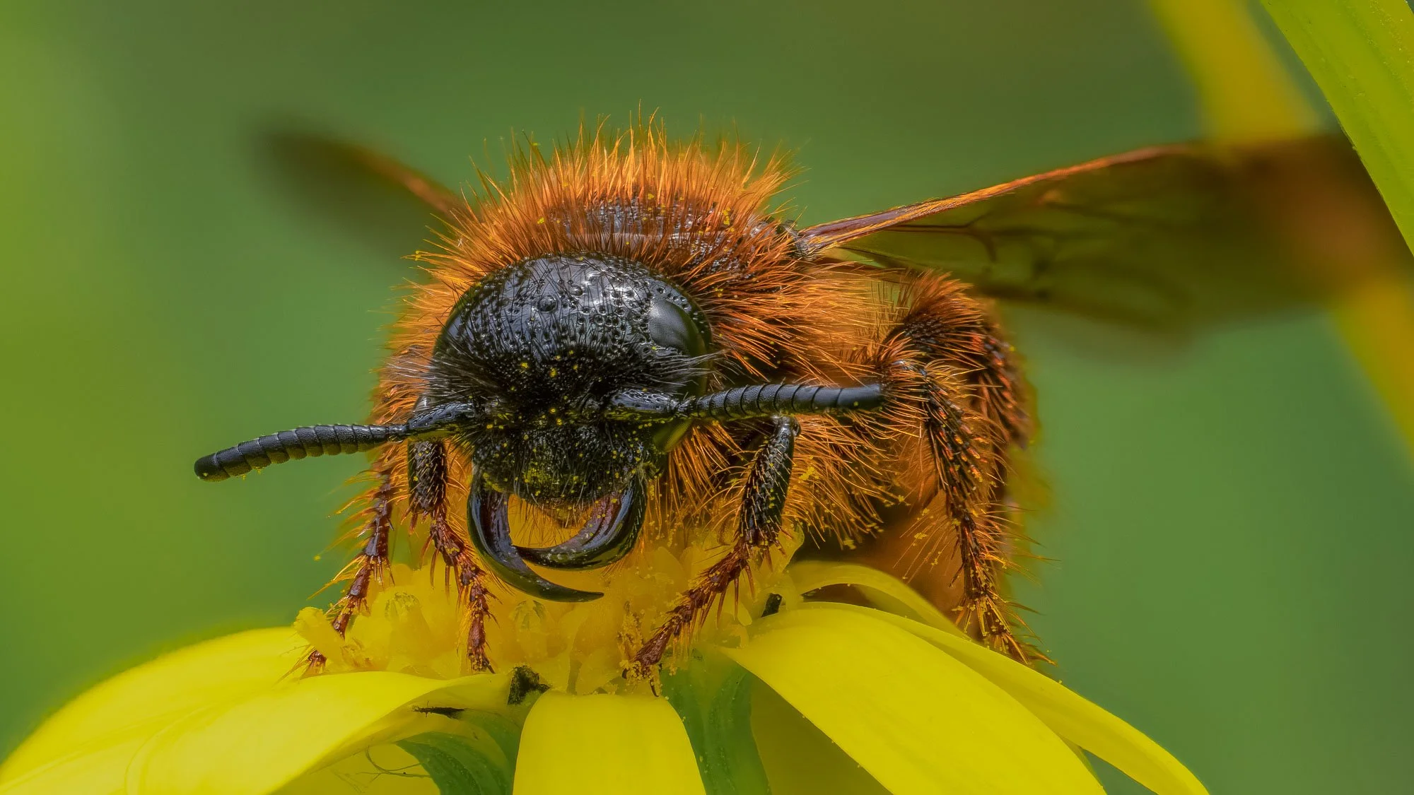 Macro Insect Wasp On Sow Thistle L.jpg