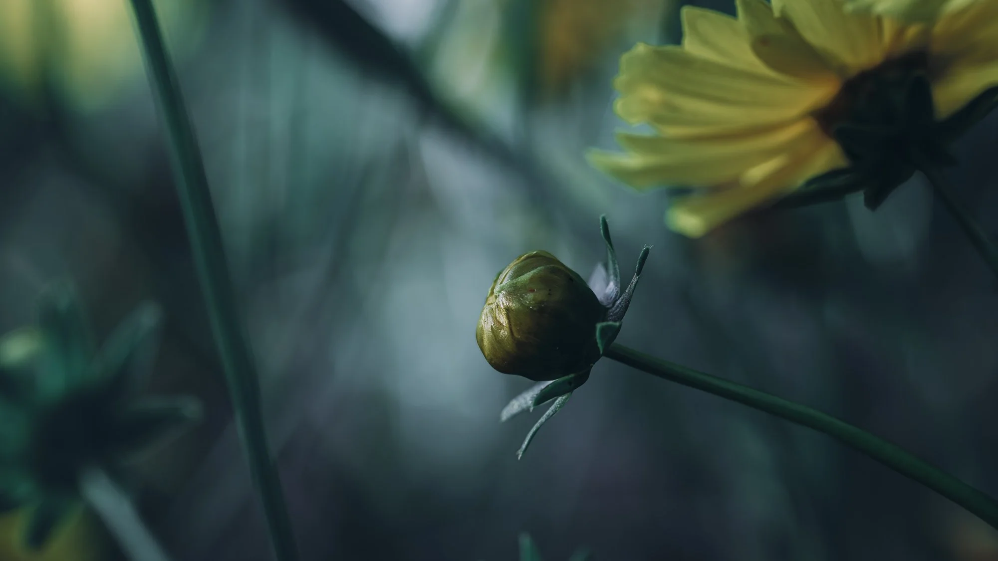 Macro Flower Lanceleaf Undergrowth Moody L.jpg