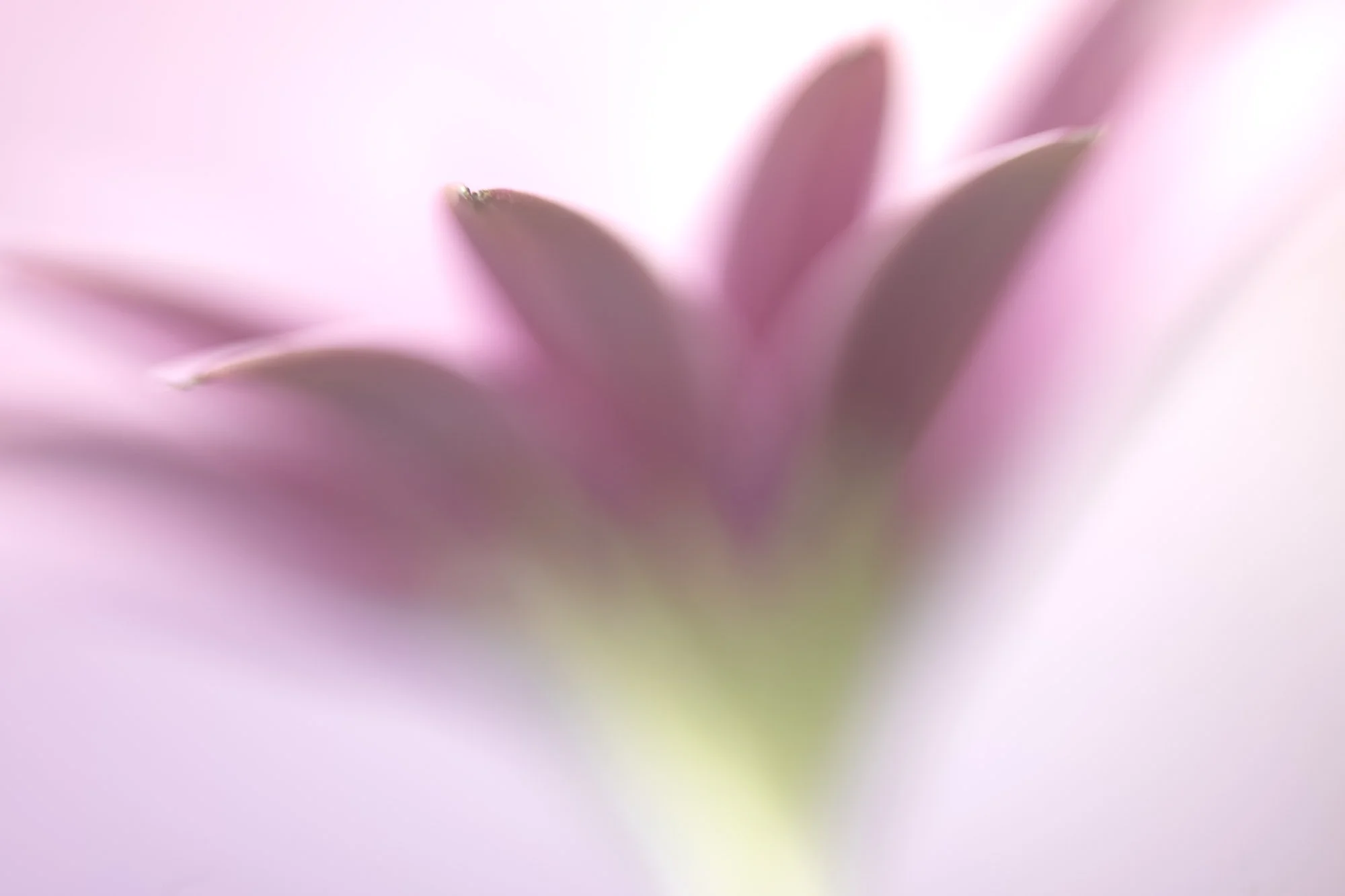 Macro Flower Purple African Daisy High Key L.jpg