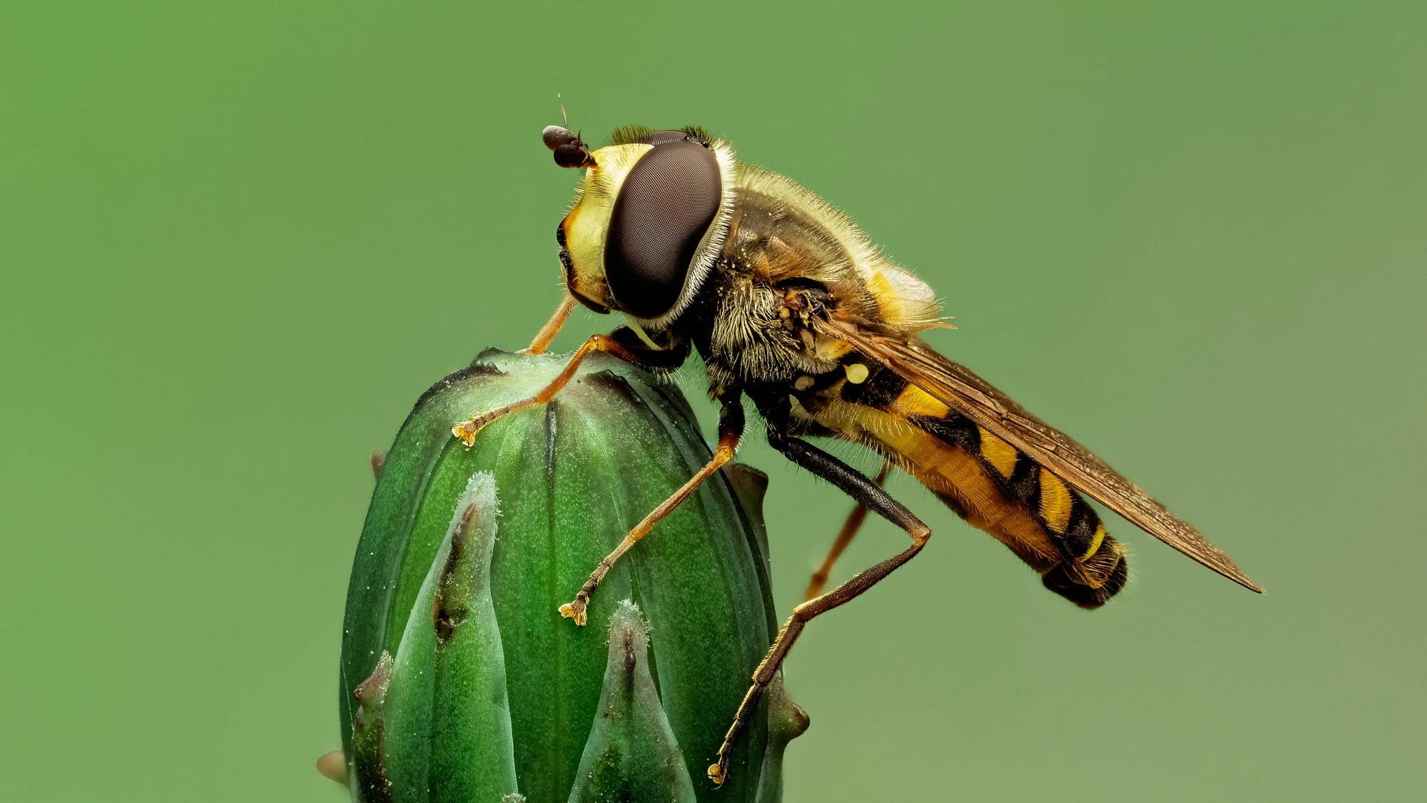 Macro Insect Hoverfly At Rest On Thistle Bud L.jpg