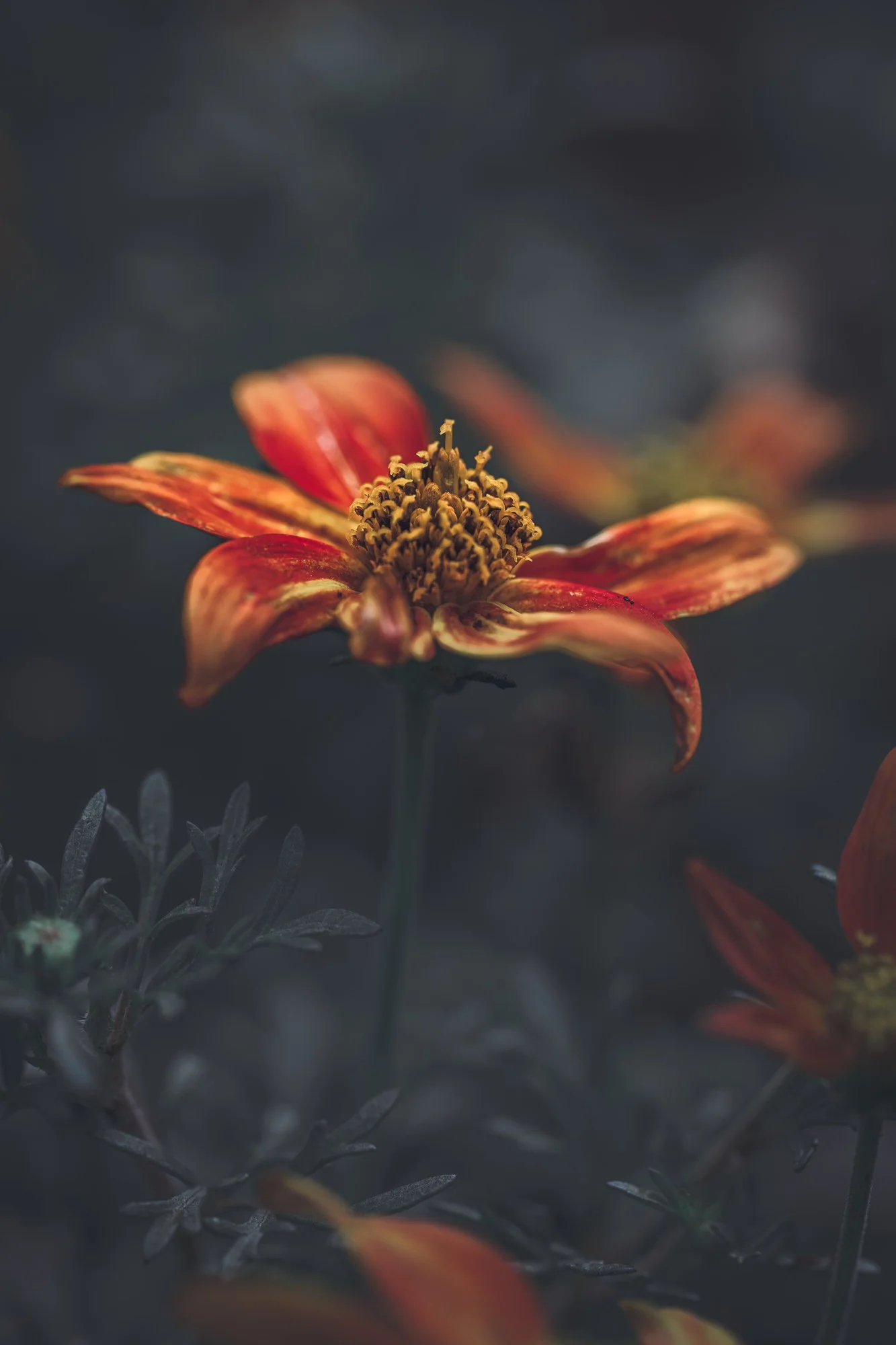 Macro Flower  Orange Bidens Alba Moody L.jpg