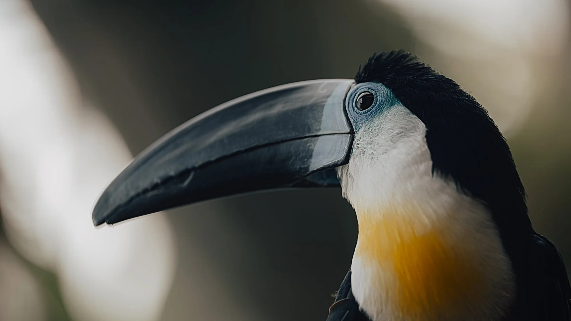 Wildlife Bird Blue Toucan L.jpg