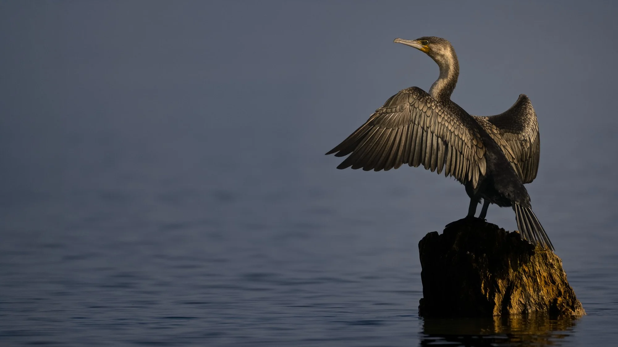 Wildlife Bird Cormorant Warming Rays On Outstretched Wings L.jpg