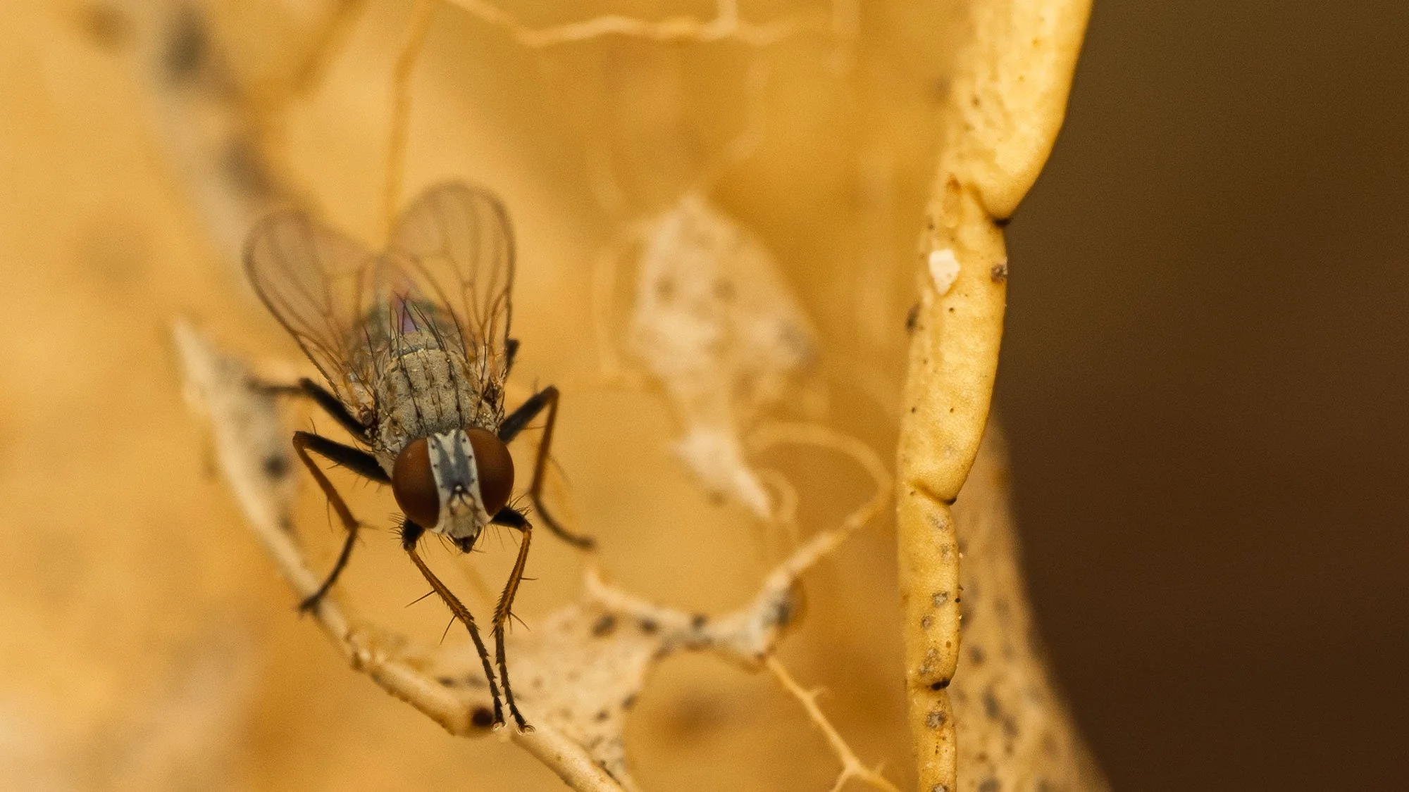 Macro Insect Fly On Partial Leaf L.jpg
