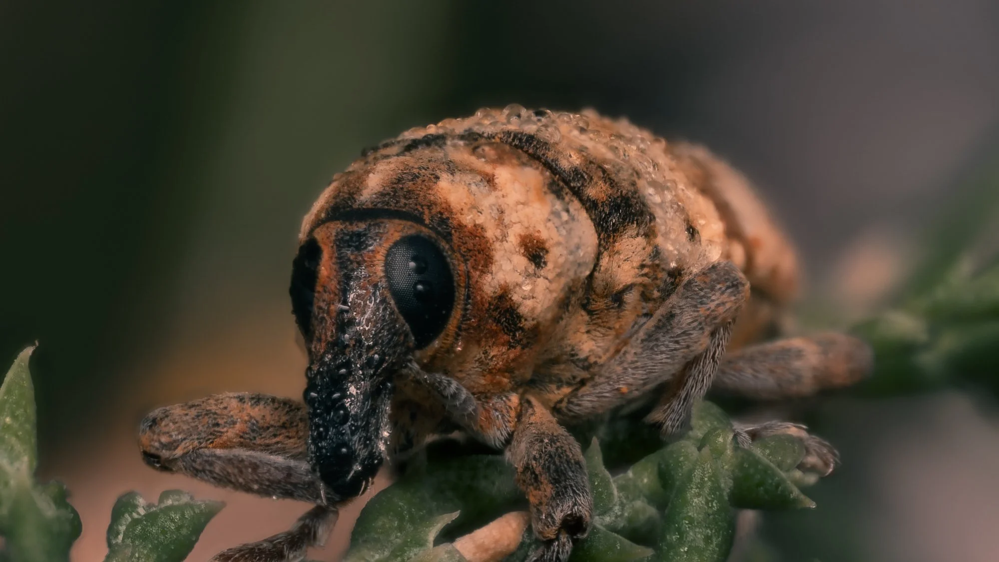Macro Insect Weevil On Pine Tree L.jpg