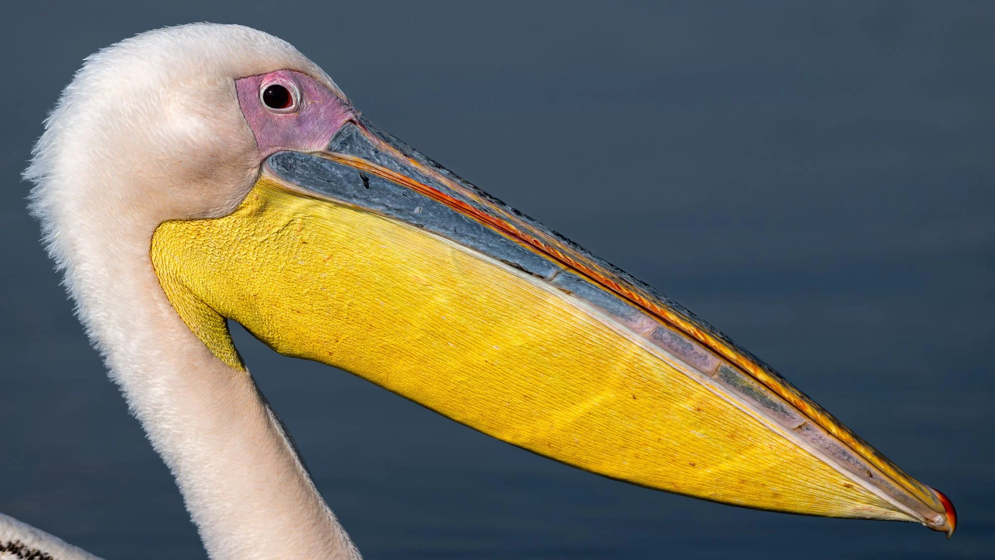 Wildlife Bird Pelican Close Up Portrait L.jpg
