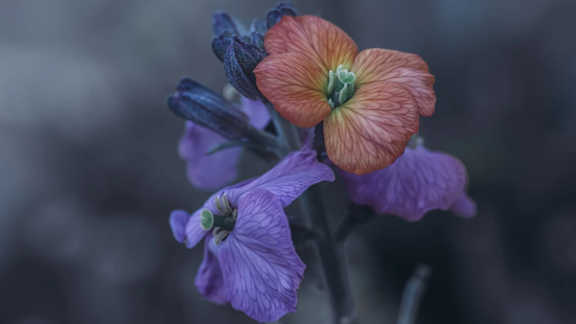 Macro Flower Erysimum Moody L.jpg