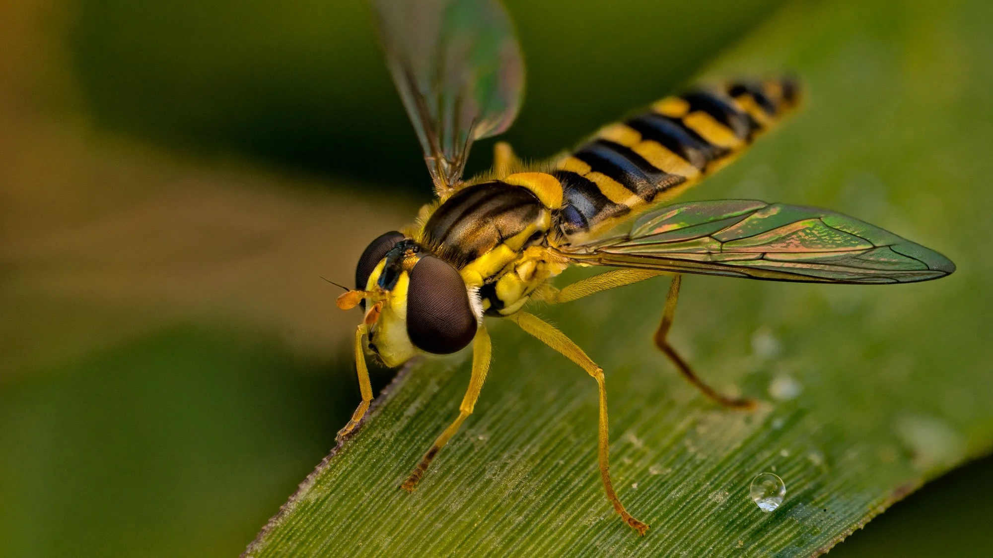 Macro Insect Hoverfly Resting On Blade of Grass L.jpg