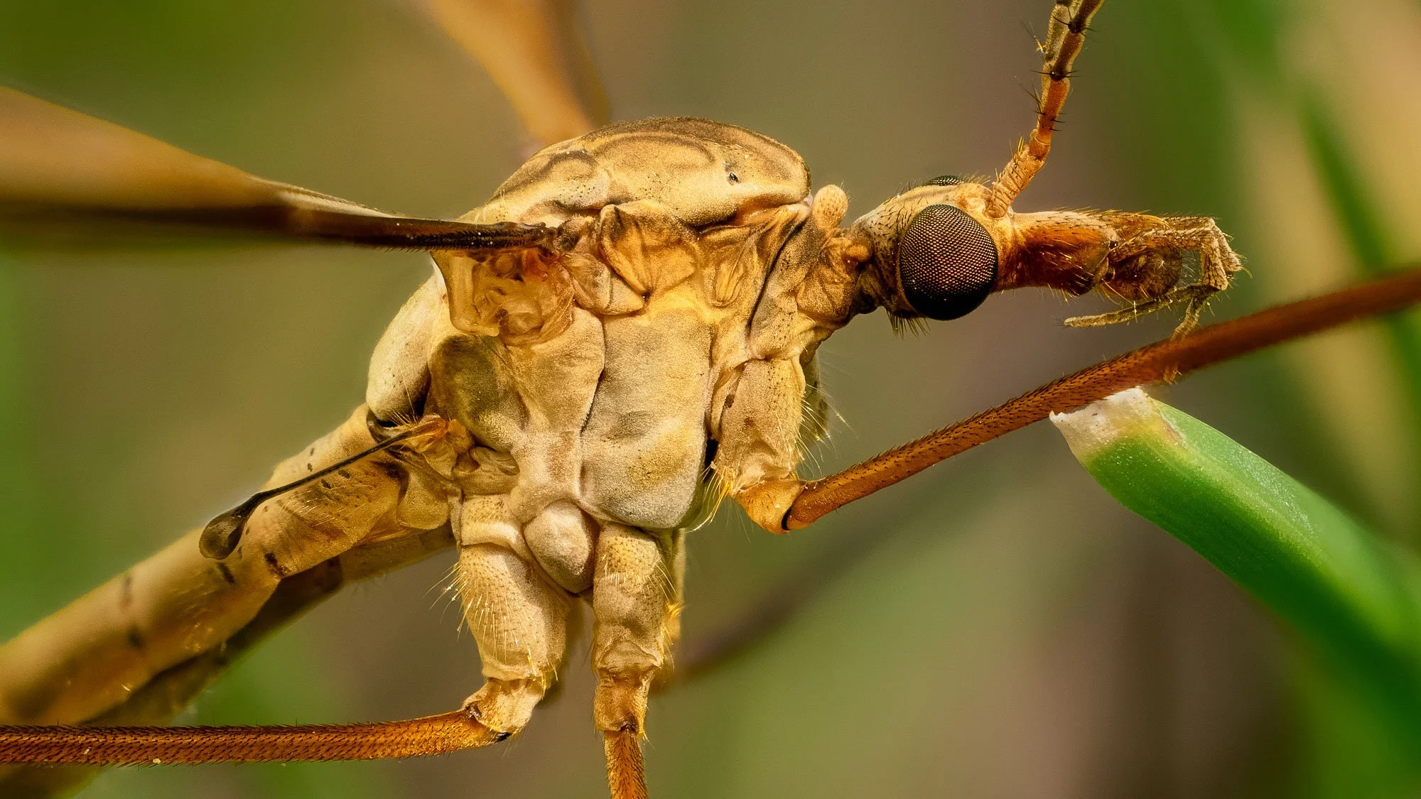 Macro Insect Crane Fly Head Body & Those Long Long Legs L.jpg
