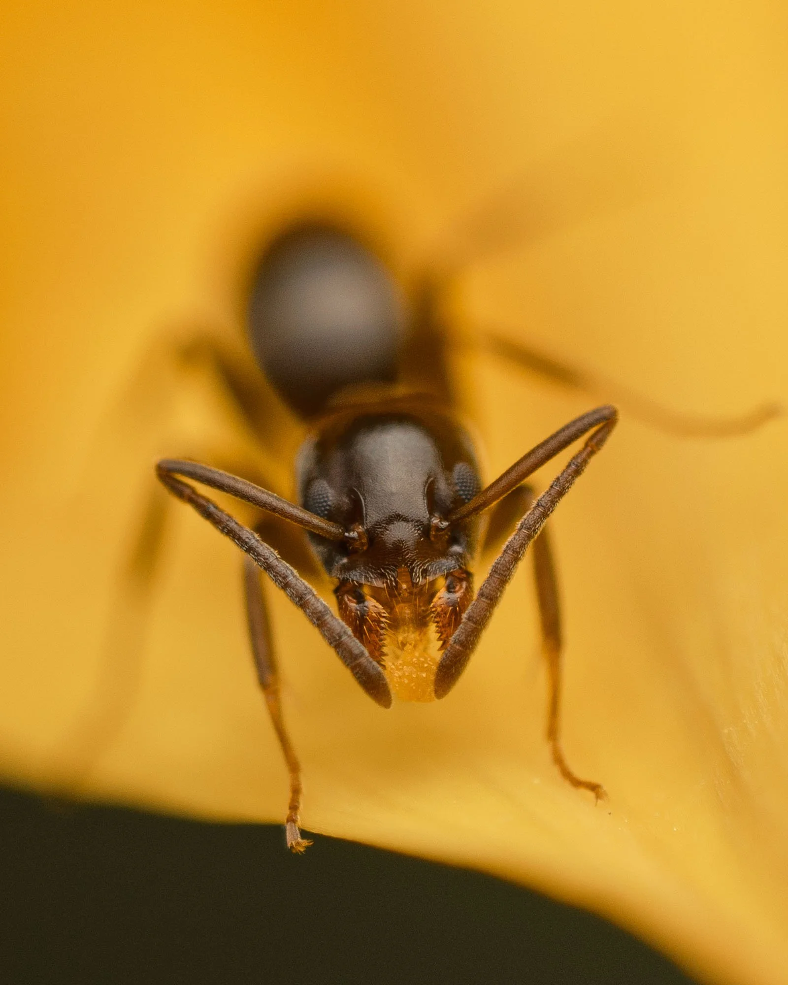Macro Insect Ant On Yellow Gazania Leaf.jpg