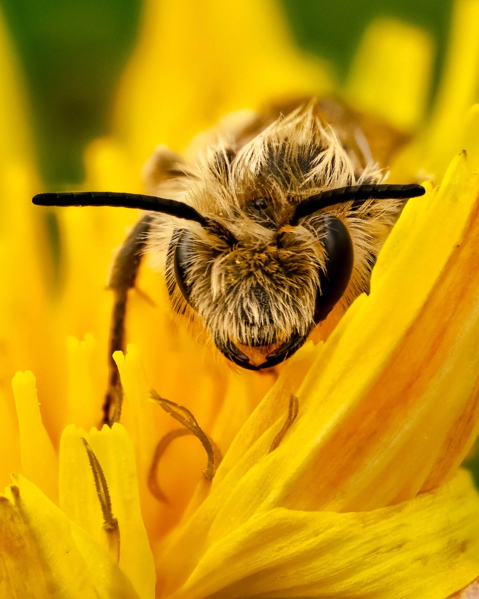Macro Insect Bee on Yellow Ragwort P.jpg