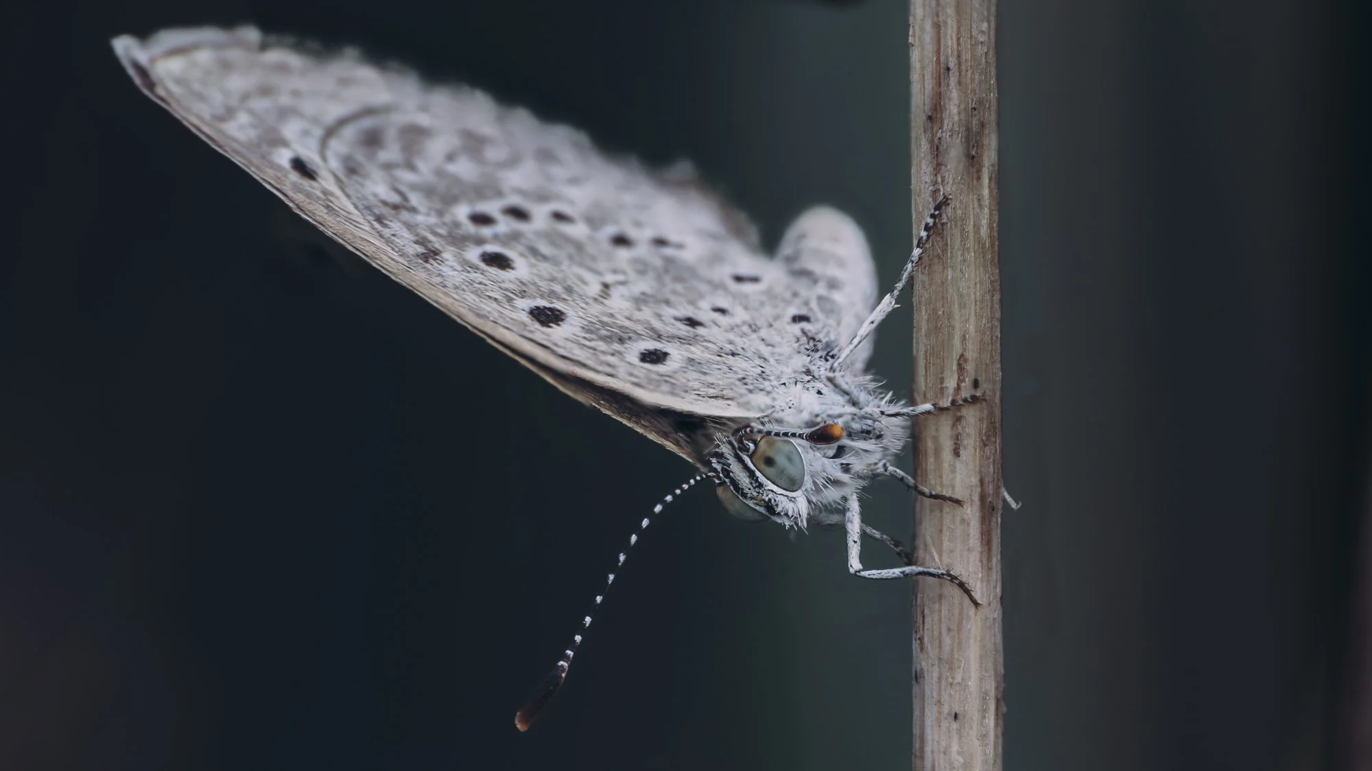 Macro Insect Grass Blue Butterfly Moody L.jpg