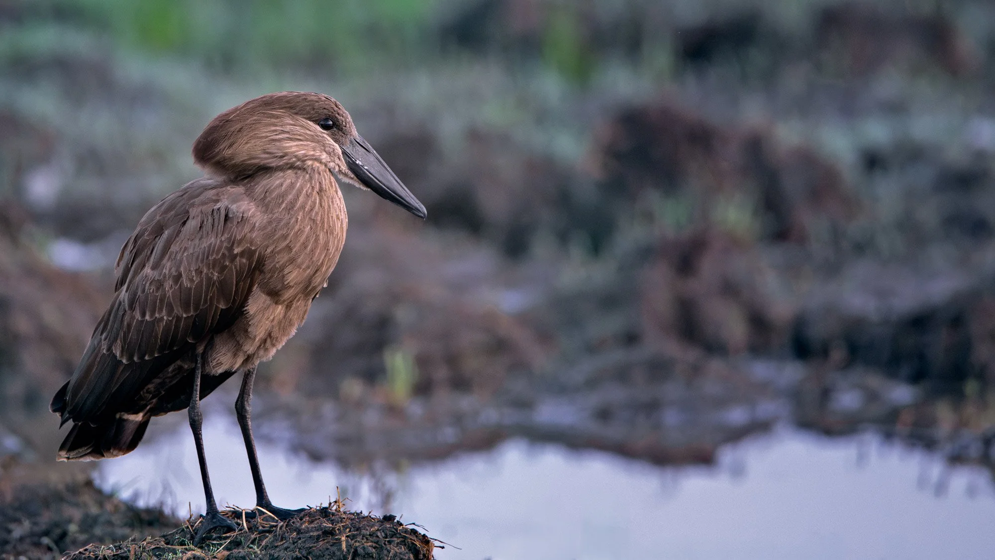 Wildlife Bird Hamerkop By Lake L.jpg
