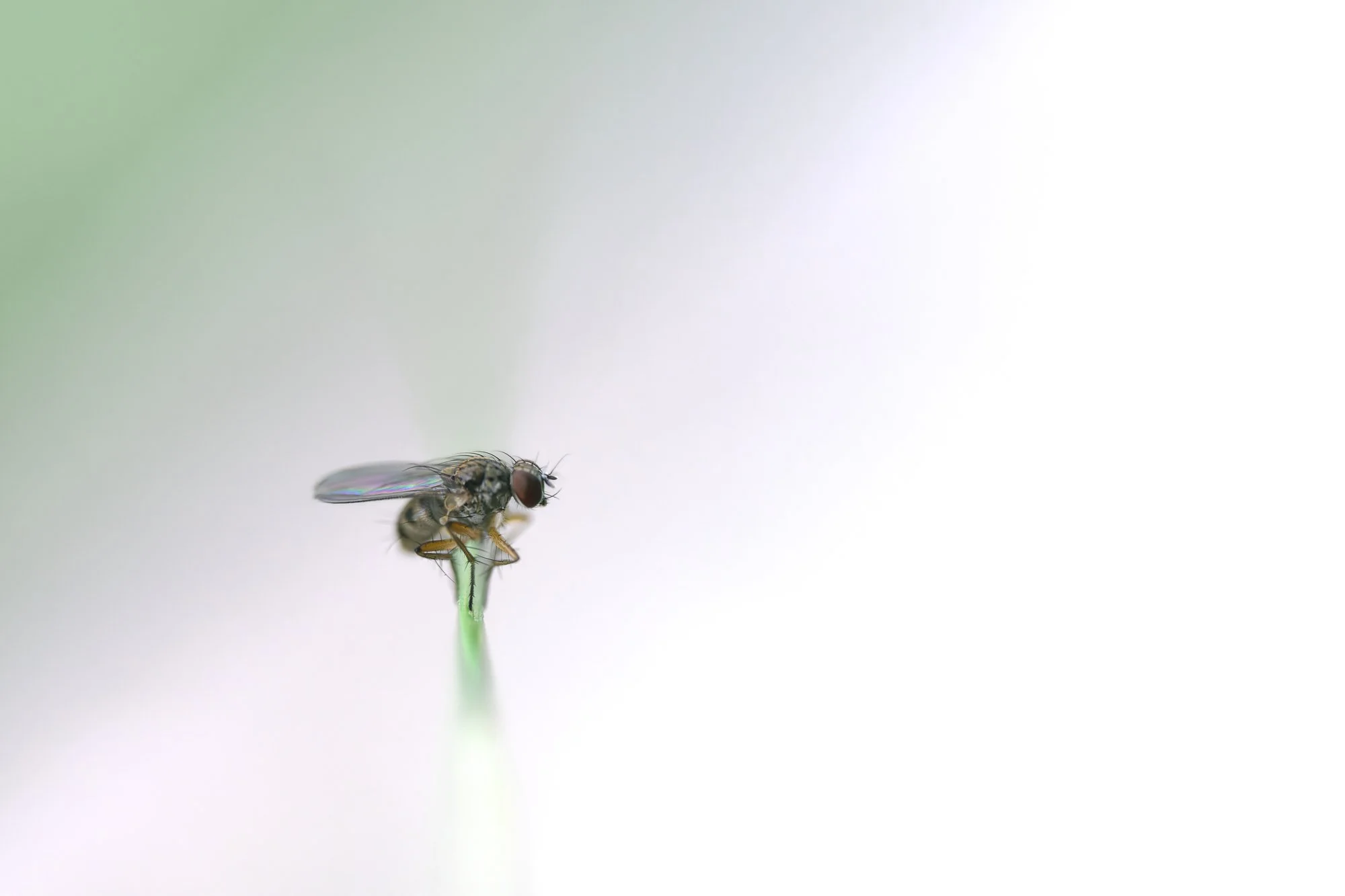 Macro Insect Fly High Key On Blade of Grass L.jpg