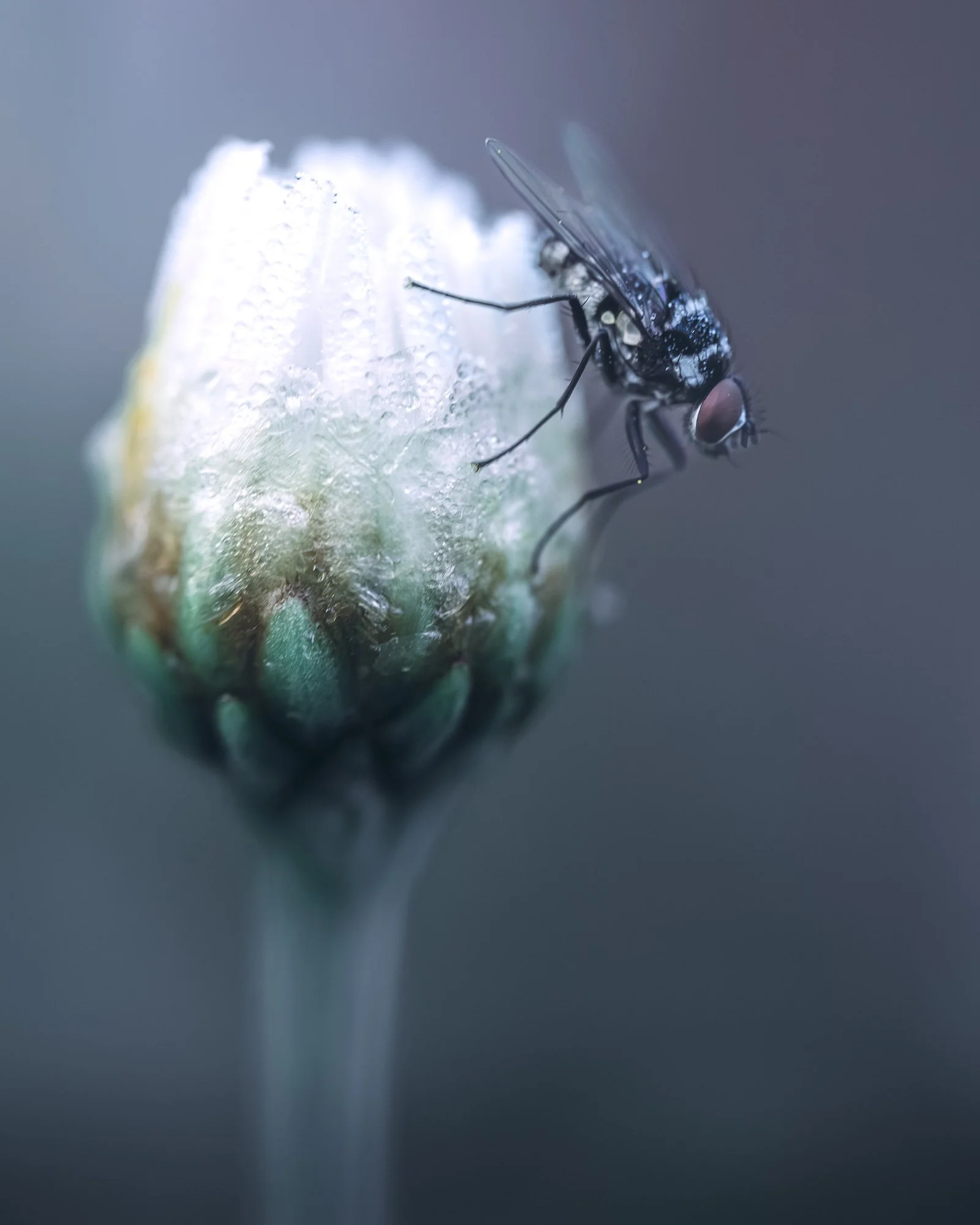 Macro Insect Fly On African Daisy L.jpg