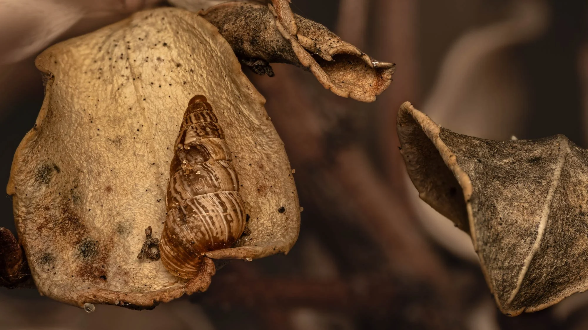 Macro Snail Shell On Leaf L.jpg